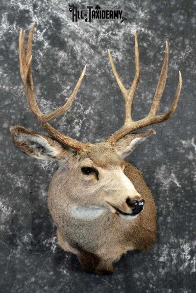 Mule deer taxidermy shoulder mount for sale SKU 1158