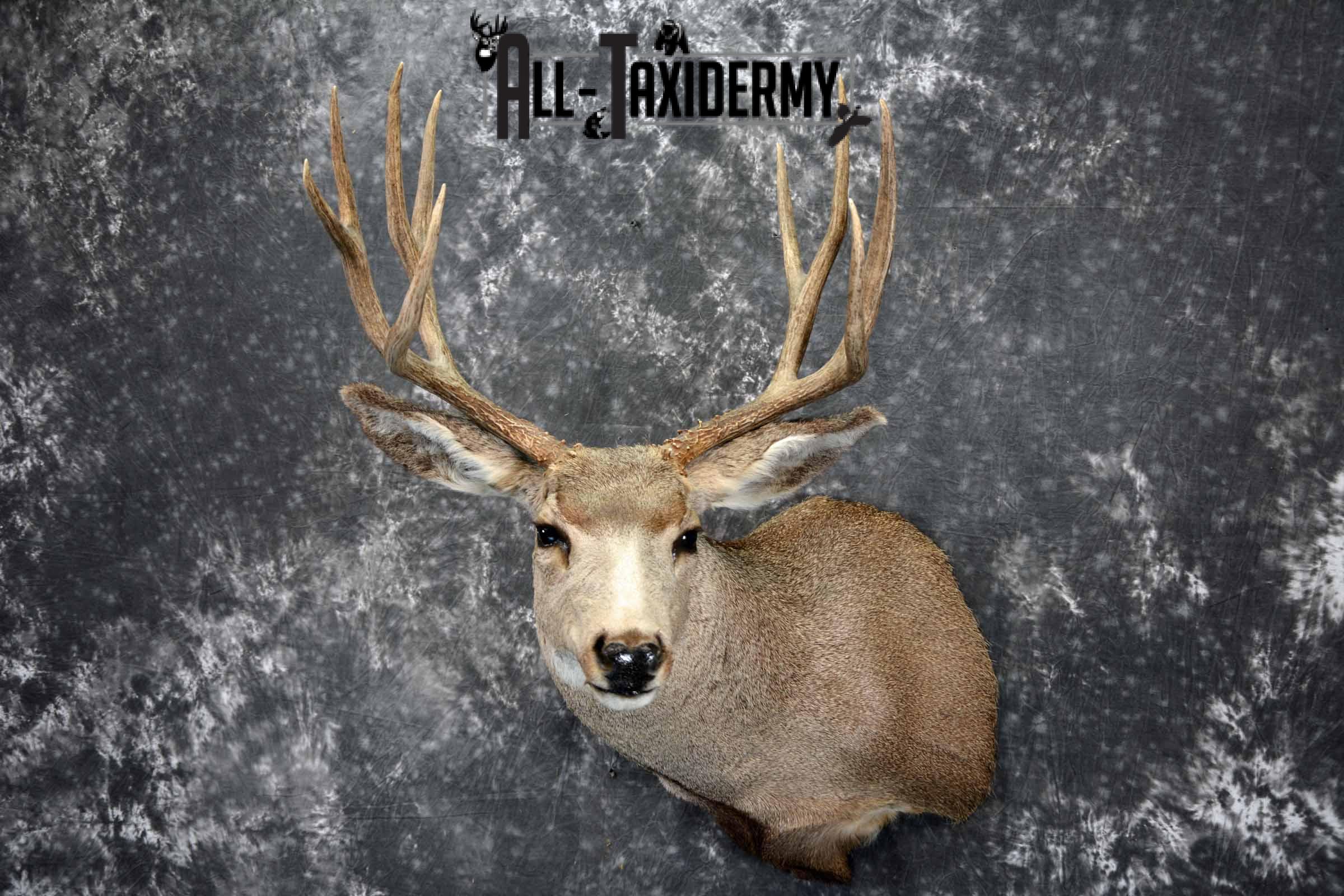 Mule deer taxidermy shoulder mount for sale SKU 1158 - Image 2