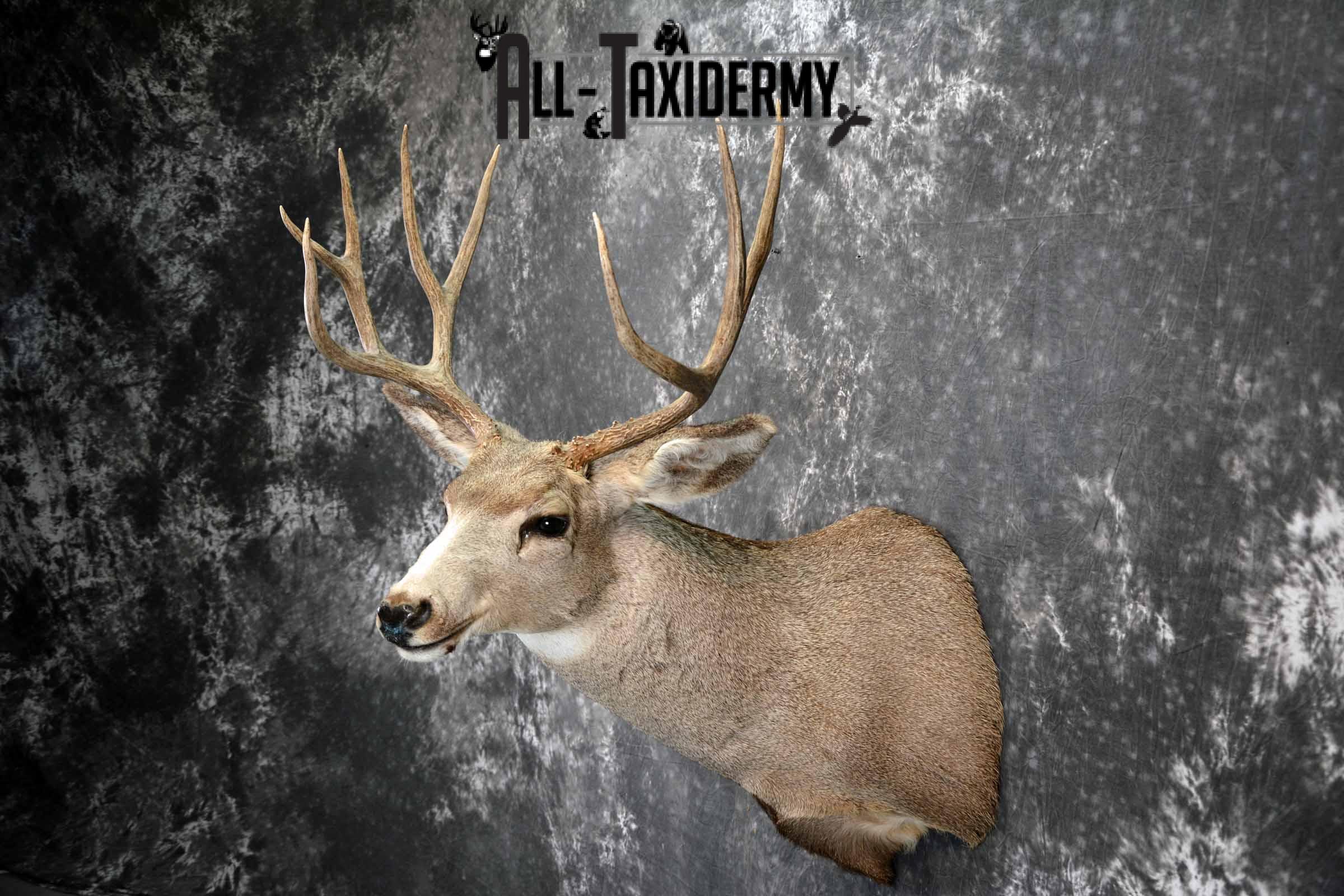 Mule deer taxidermy shoulder mount for sale SKU 1158 - Image 3