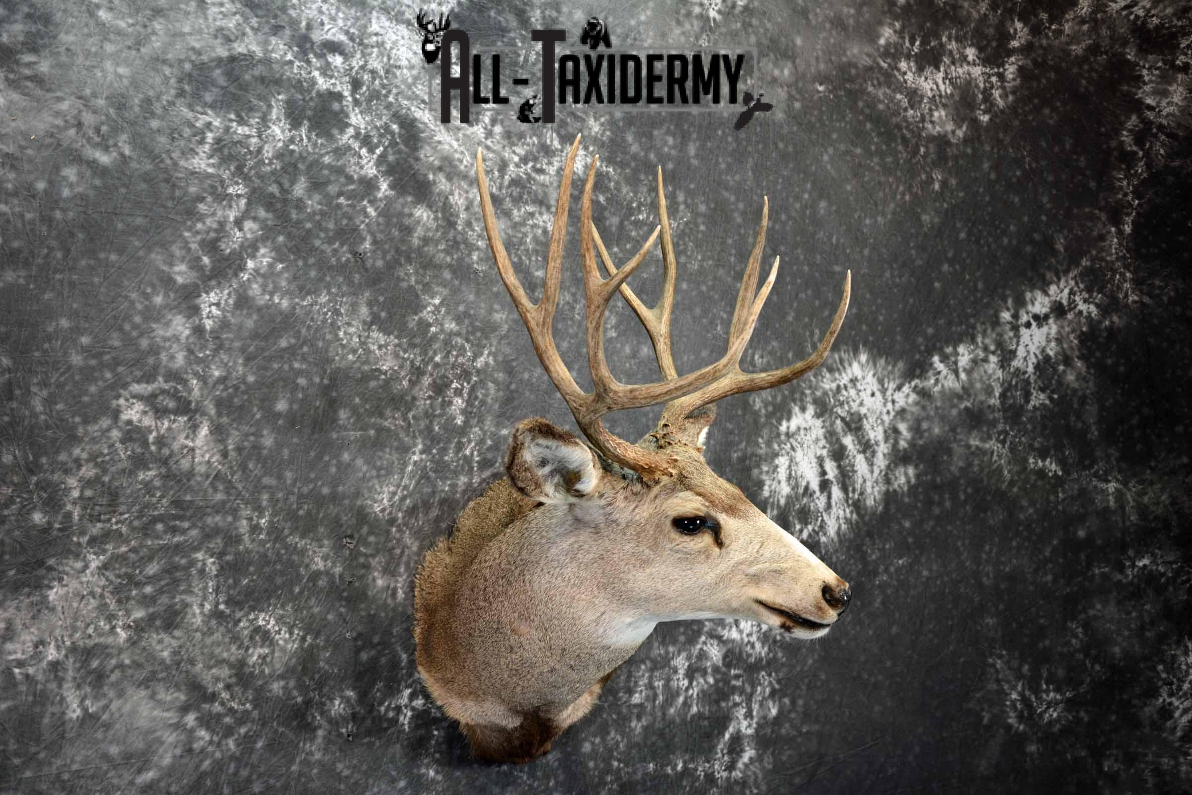 Mule deer taxidermy shoulder mount for sale SKU 1158 - Image 4