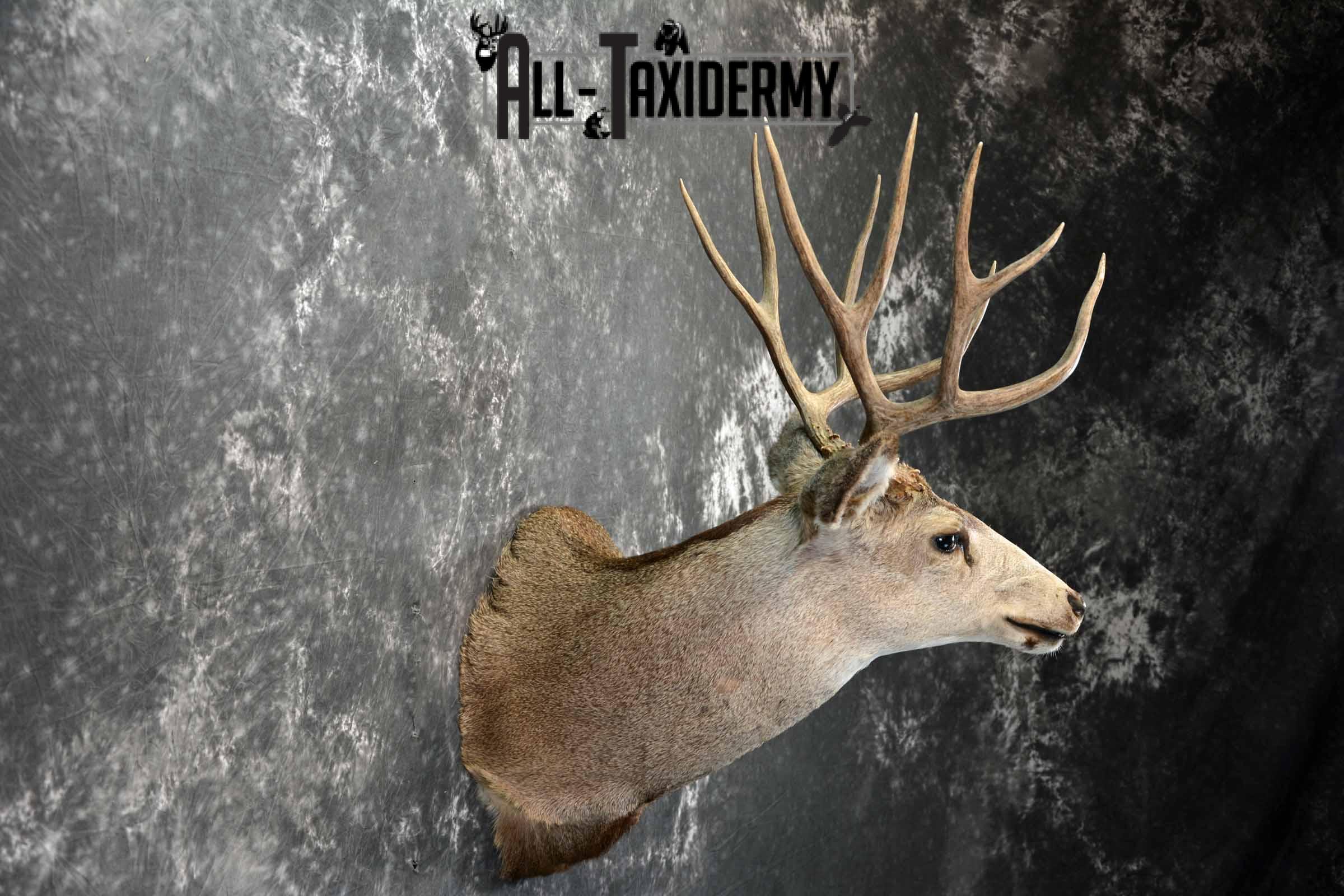 Mule deer taxidermy shoulder mount for sale SKU 1158 - Image 5