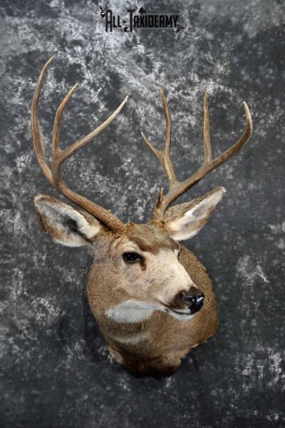 Mule deer taxidermy shoulder mount for sale SKU 1154