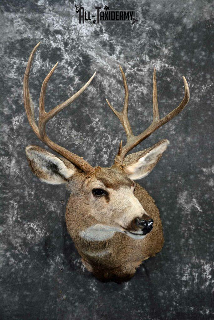 Mule deer taxidermy shoulder mount for sale SKU 1154 - All Taxidermy