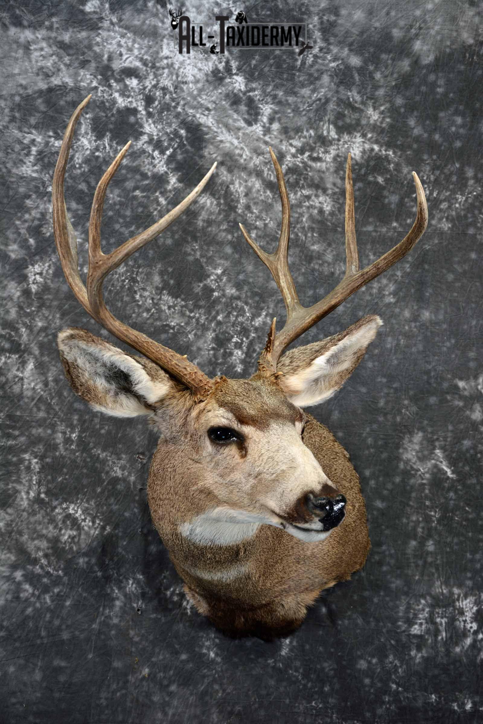 Mule deer taxidermy shoulder mount for sale SKU 1154