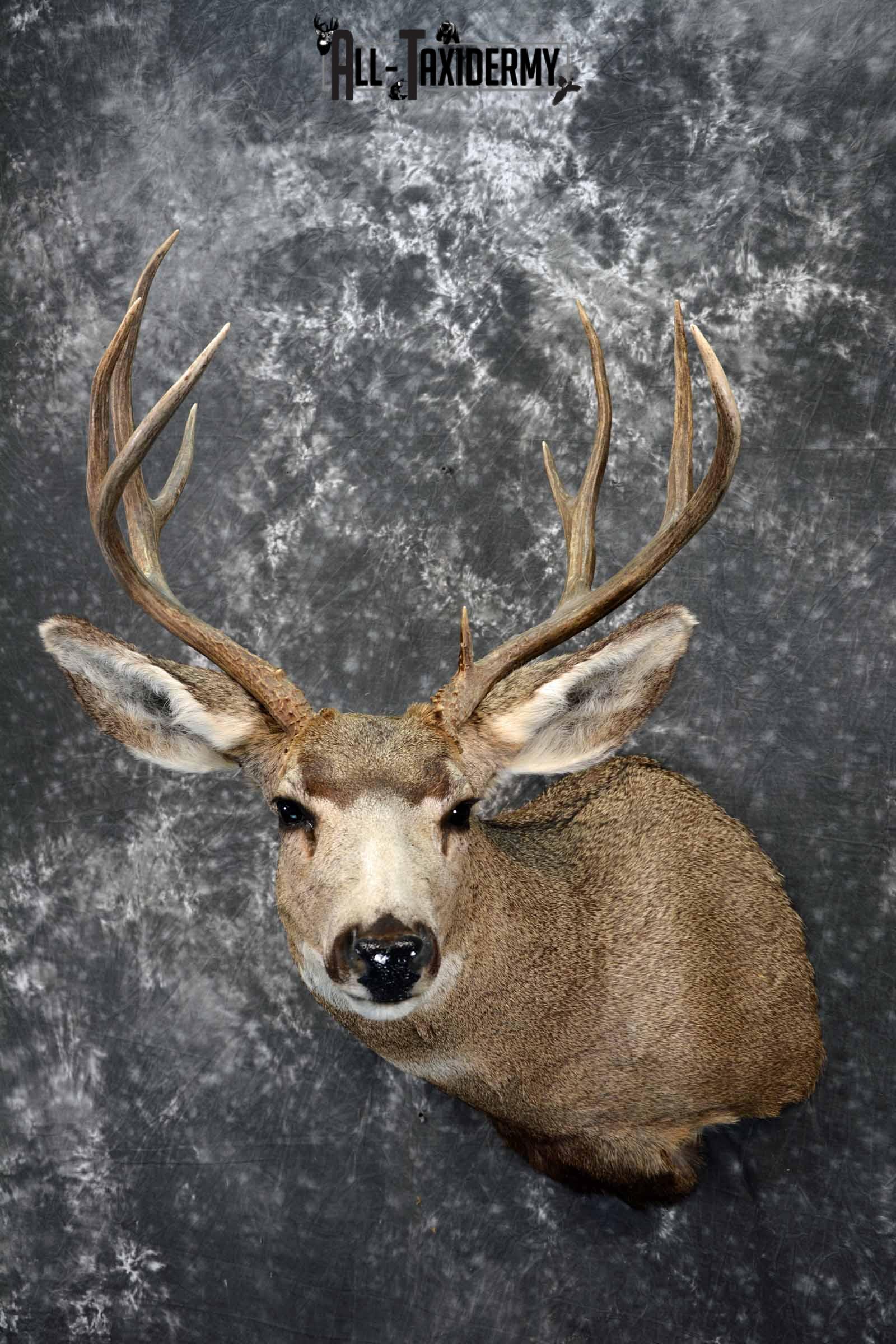 Mule deer taxidermy shoulder mount for sale SKU 1154 - Image 2