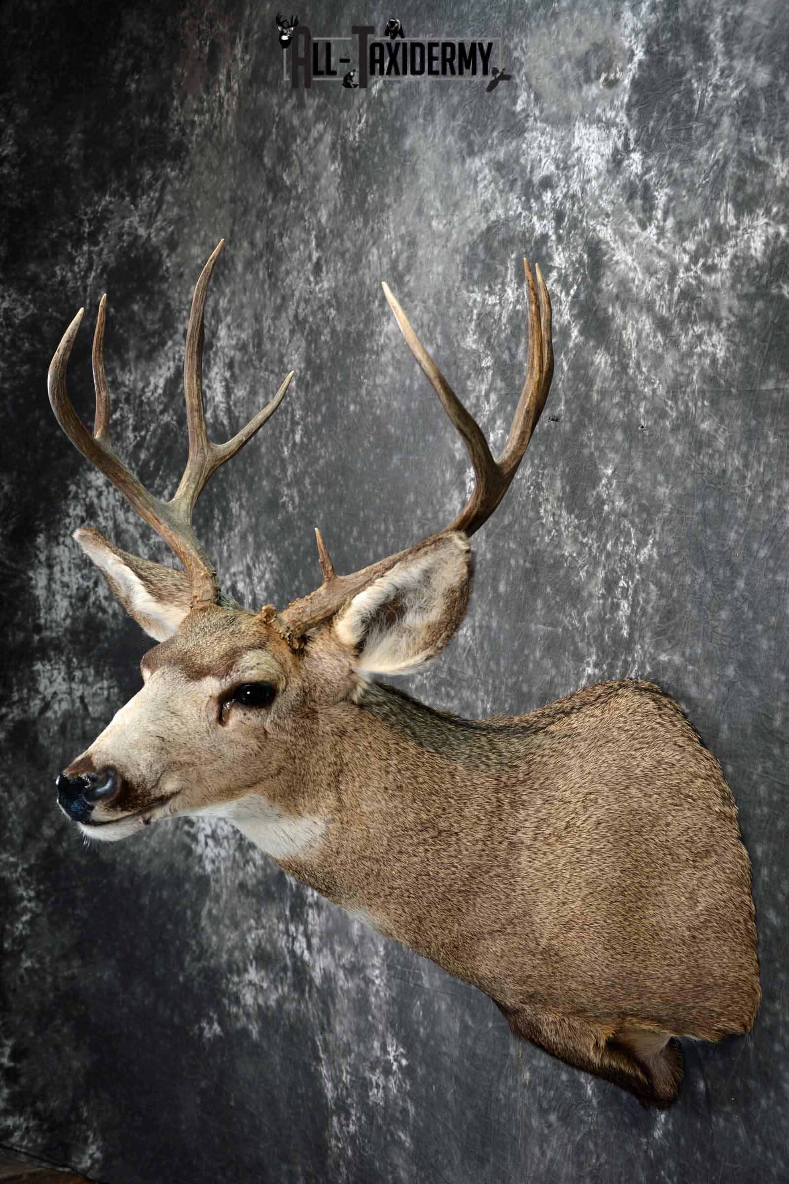 Mule deer taxidermy shoulder mount for sale SKU 1154 - Image 3
