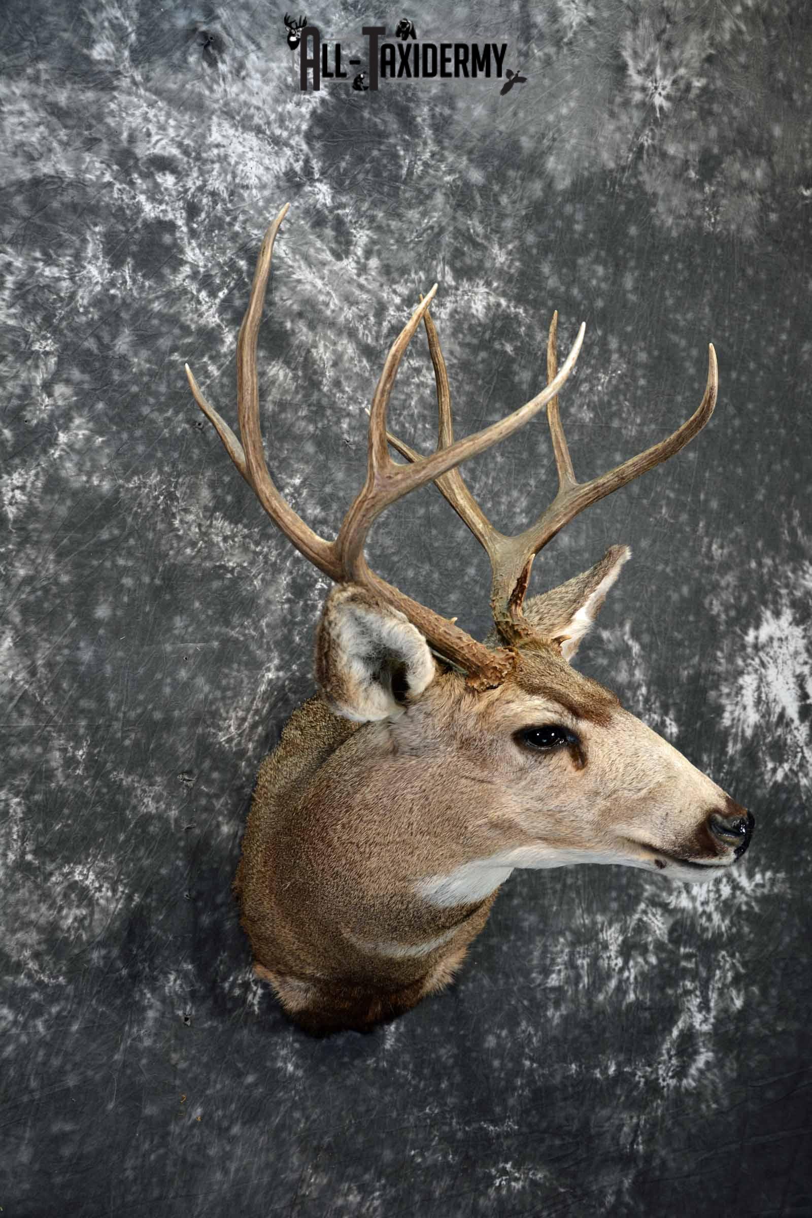 Mule deer taxidermy shoulder mount for sale SKU 1154 - Image 4