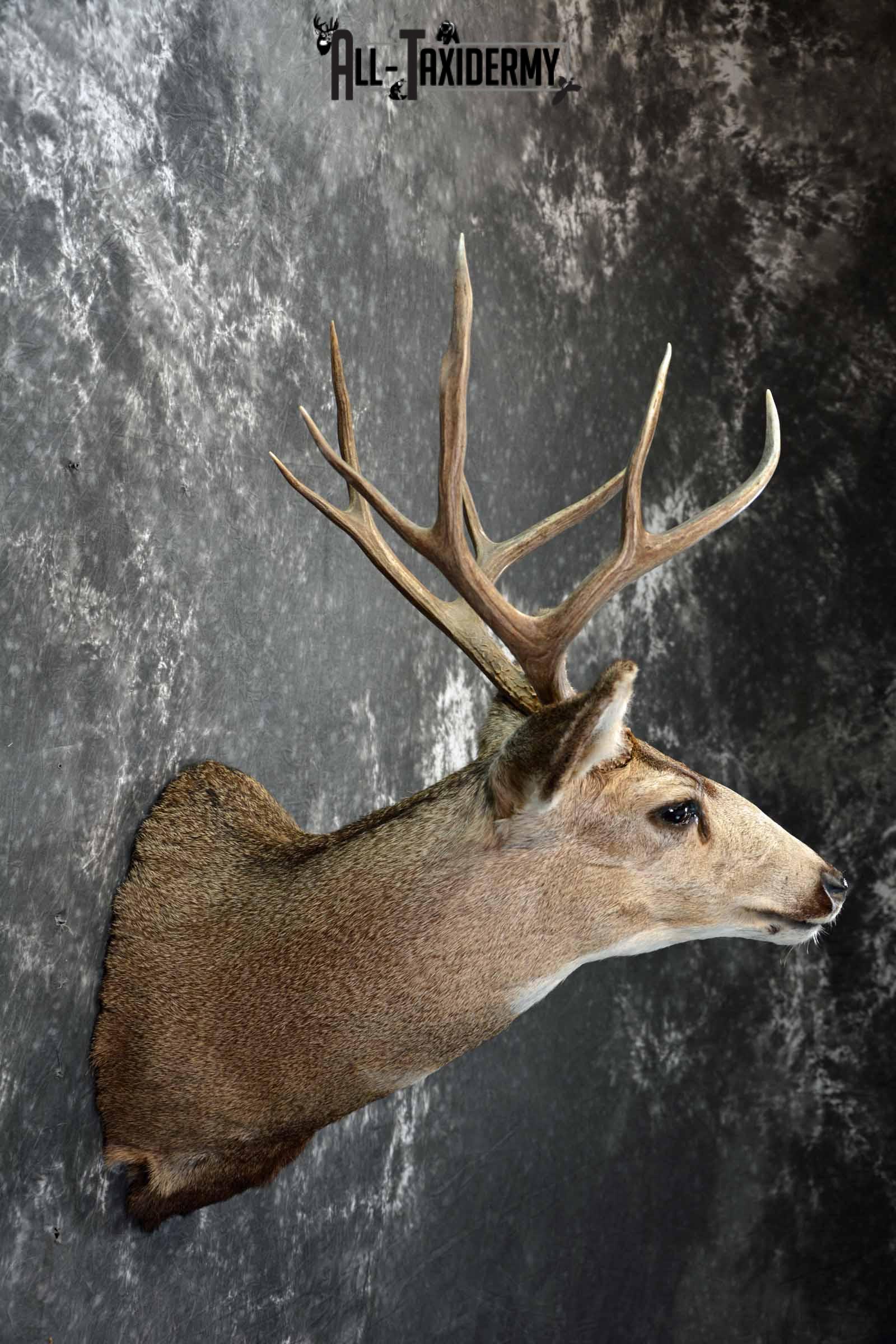 Mule deer taxidermy shoulder mount for sale SKU 1154 - Image 5