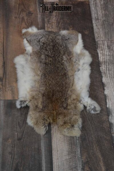 Cottontail rabbit hide pelt taxidermy for sale SKU 1209