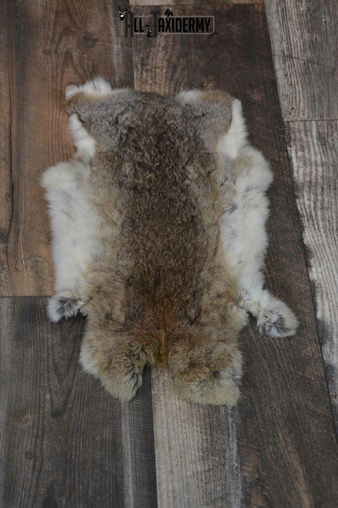 Cottontail rabbit hide pelt taxidermy for sale SKU 1209 All Taxidermy