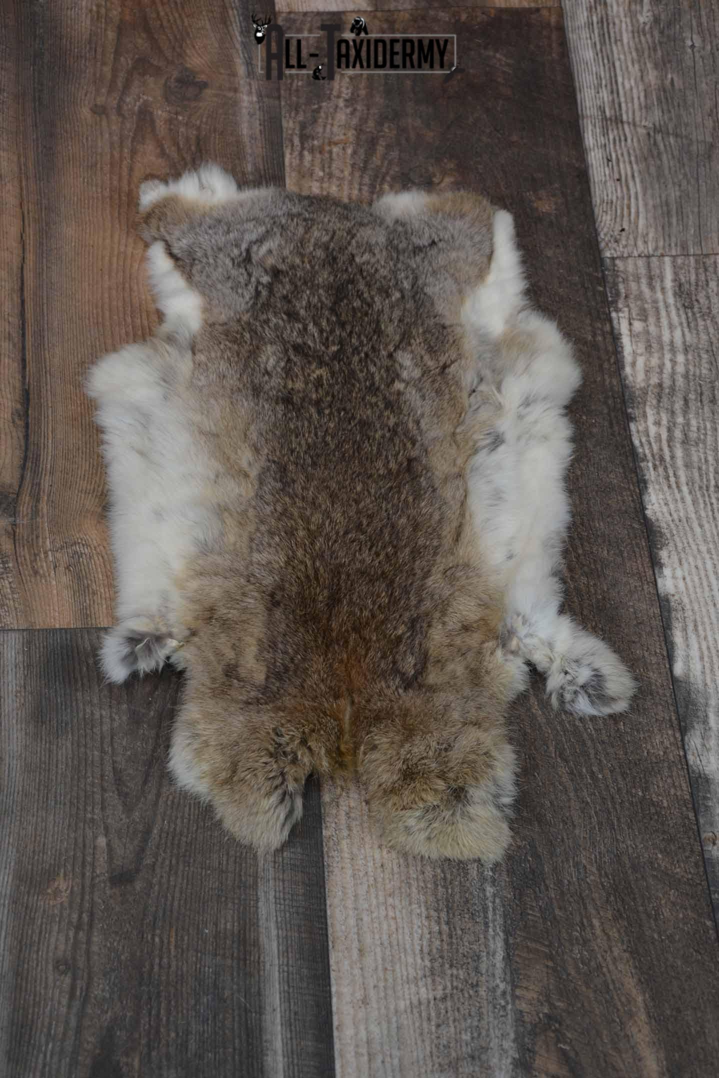 Cottontail rabbit hide pelt taxidermy for sale SKU 1209