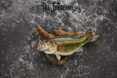 Largemouth bass skin taxidermy mount for sale SKU 1210