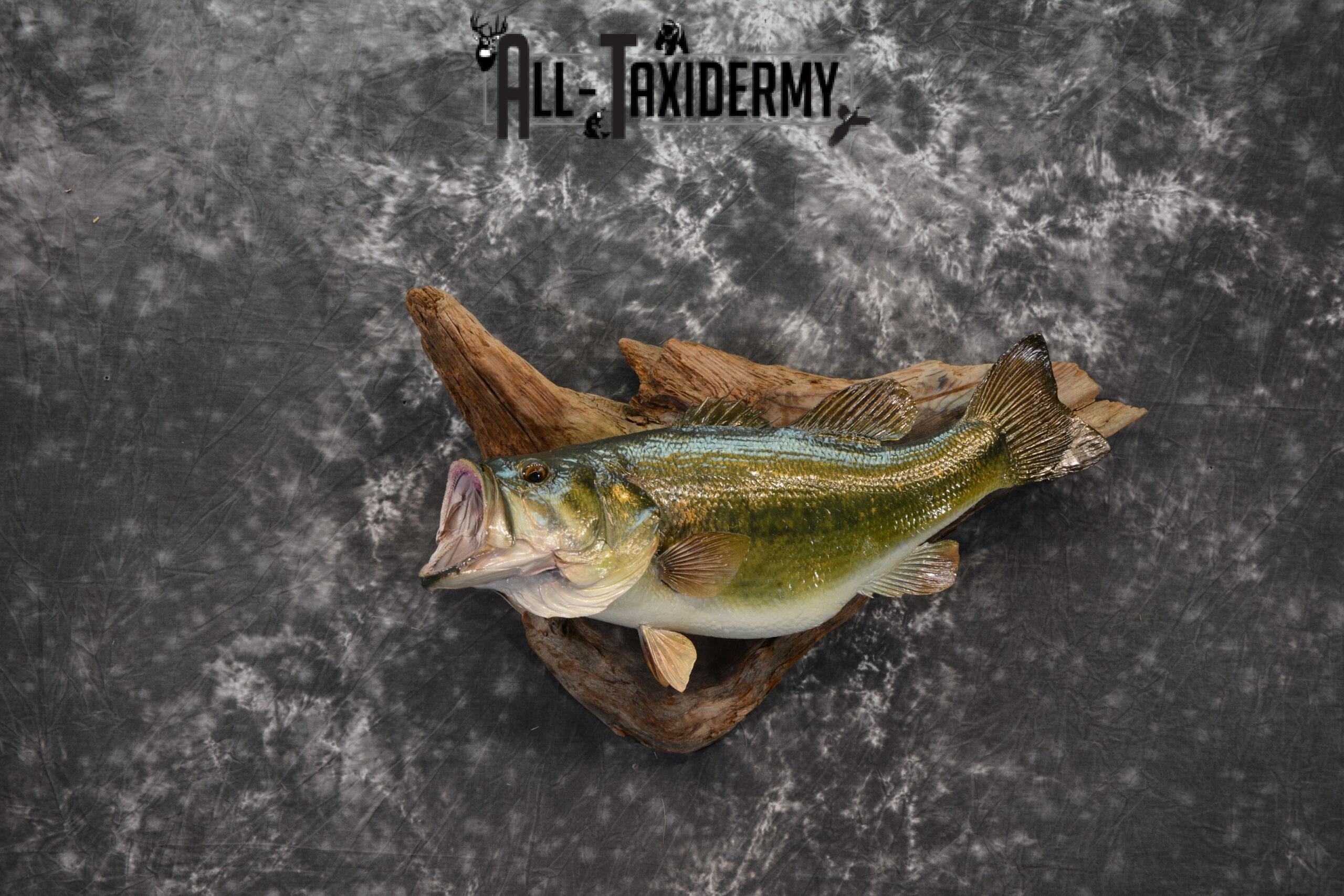 Largemouth bass skin taxidermy mount for sale SKU 1210