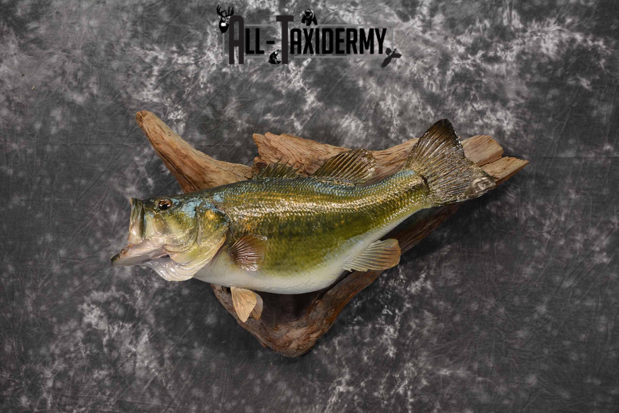 Largemouth bass skin taxidermy mount for sale SKU 1210 - Image 2