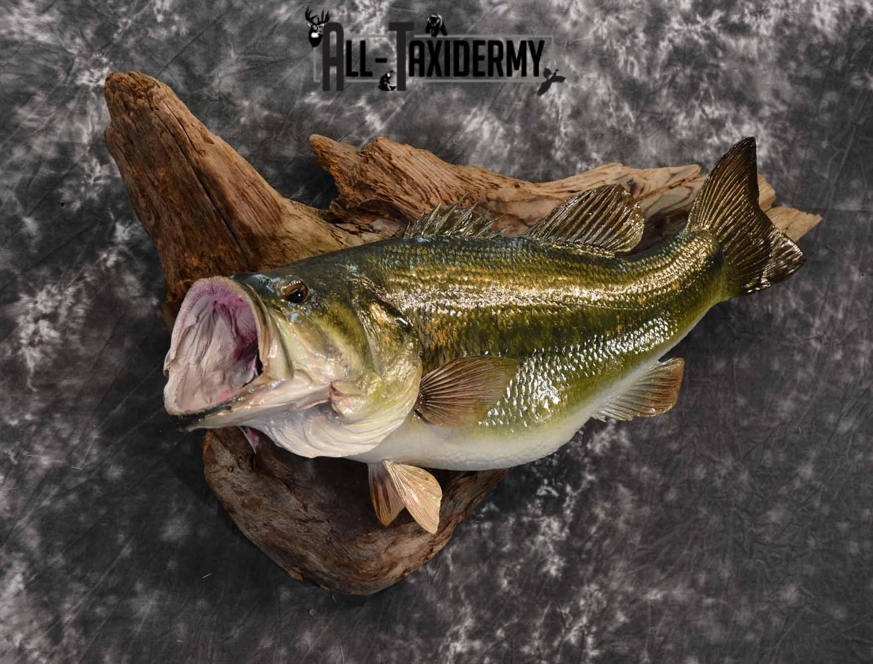 Largemouth bass skin taxidermy mount for sale SKU 1210 - Image 3