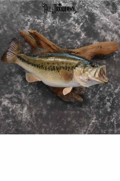 Largemouth Bass skin Taxidermy mount for sale SKU 1212