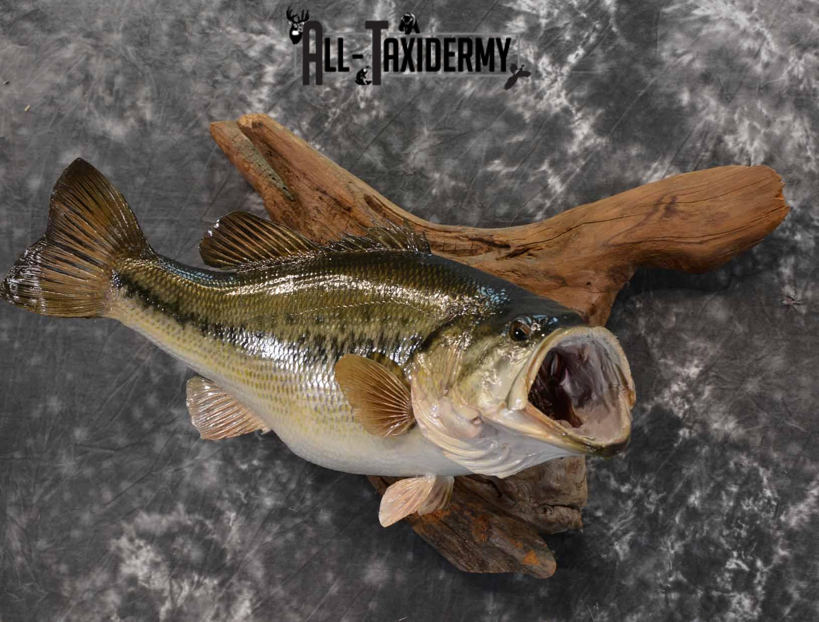 Largemouth Bass skin Taxidermy mount for sale SKU 1212 - Image 2