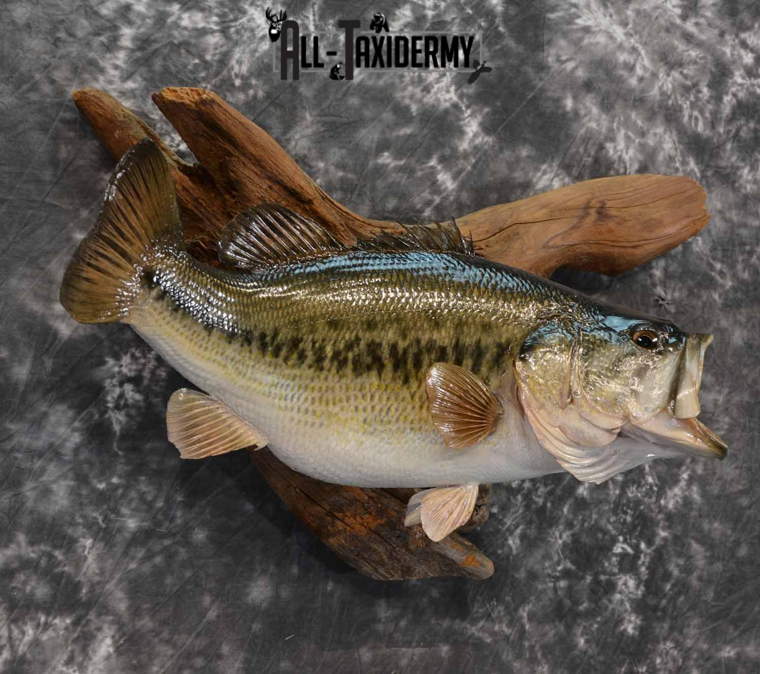 Largemouth Bass skin Taxidermy mount for sale SKU 1212 - Image 3