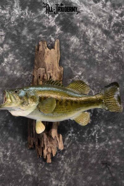 Large Mouth Bass skin taxidermy mount for sale SKU 1211