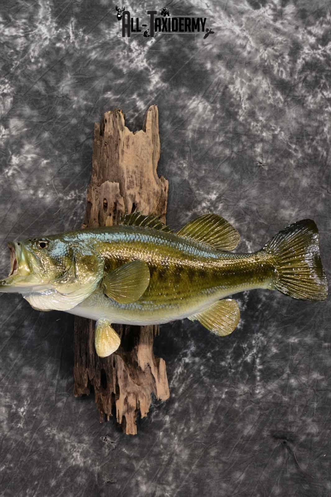 Large Mouth Bass skin taxidermy mount for sale SKU 1211