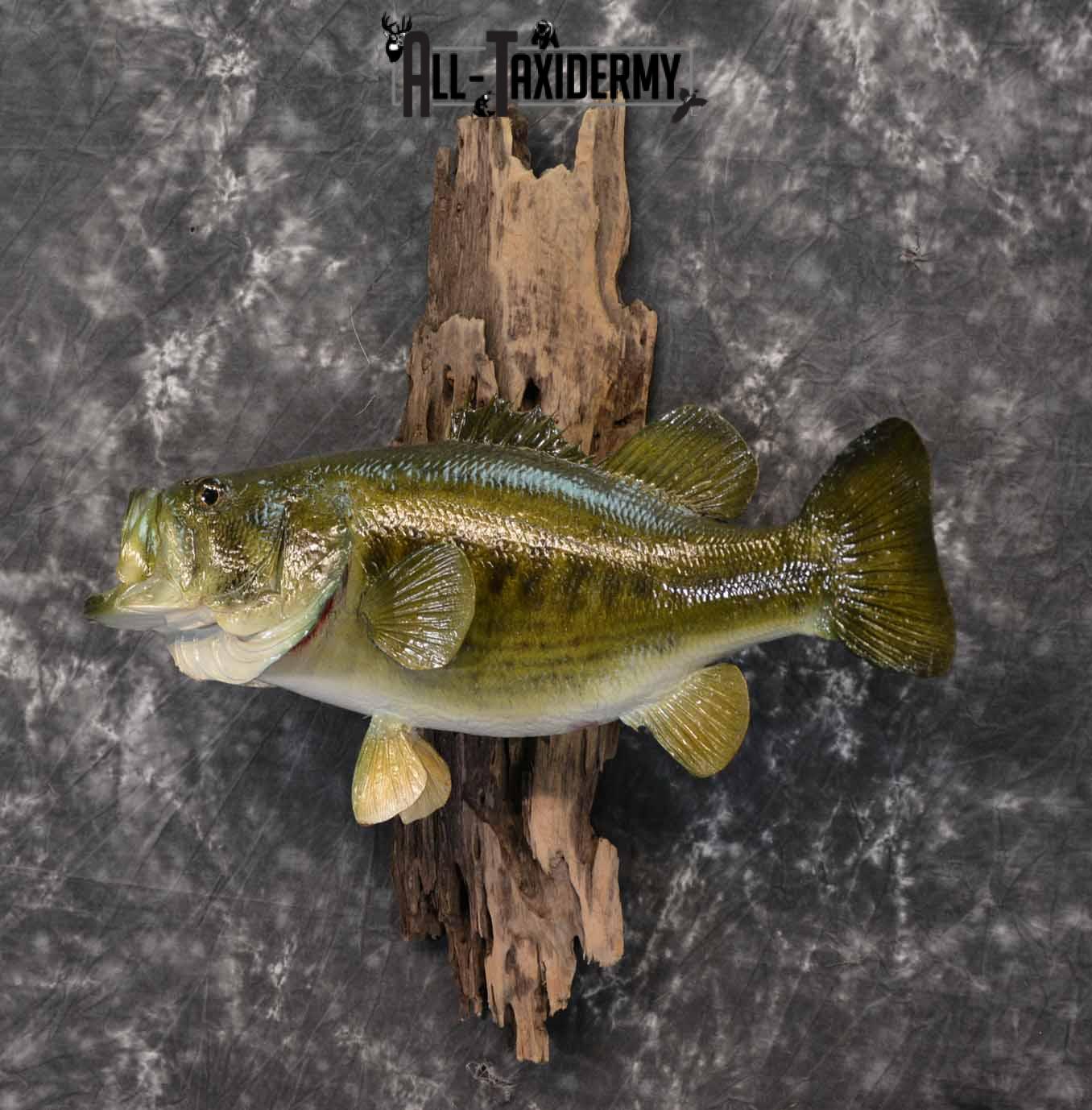 Large Mouth Bass skin taxidermy mount for sale SKU 1211 - Image 2
