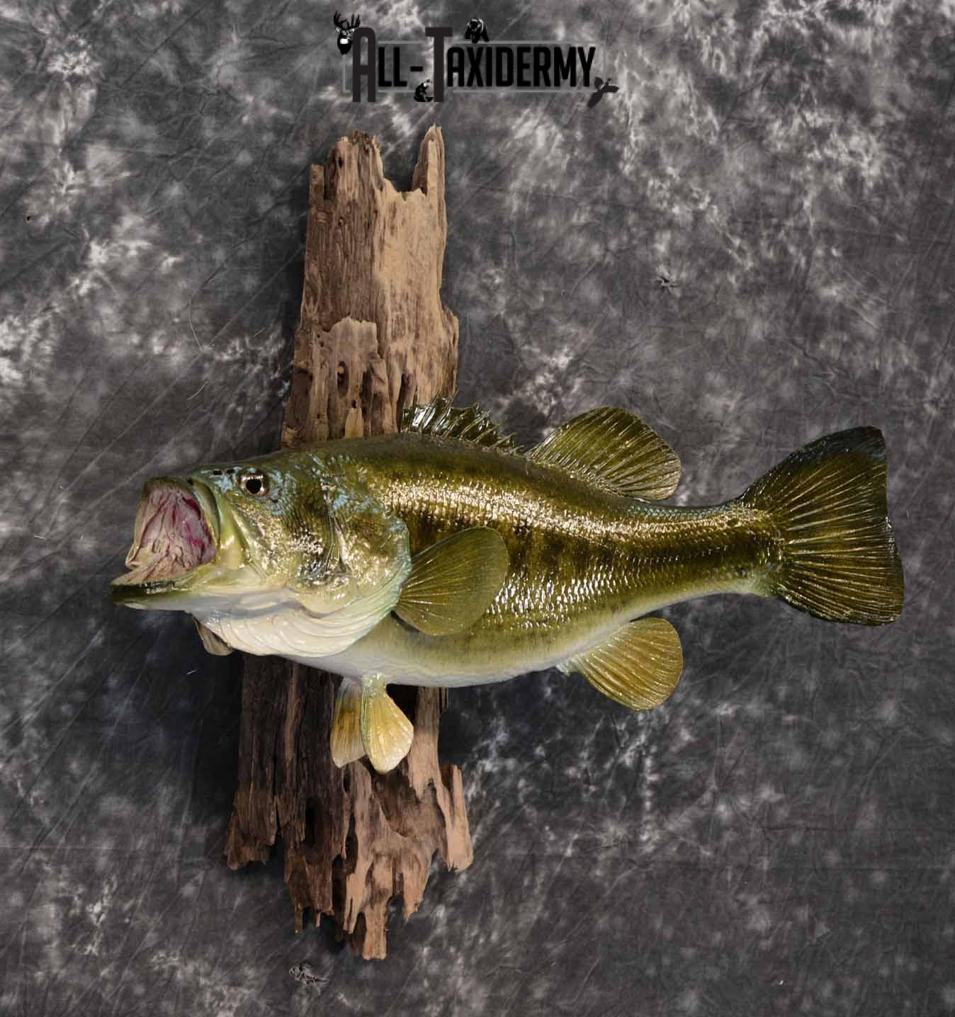 Largemouth Bass Taxidermy