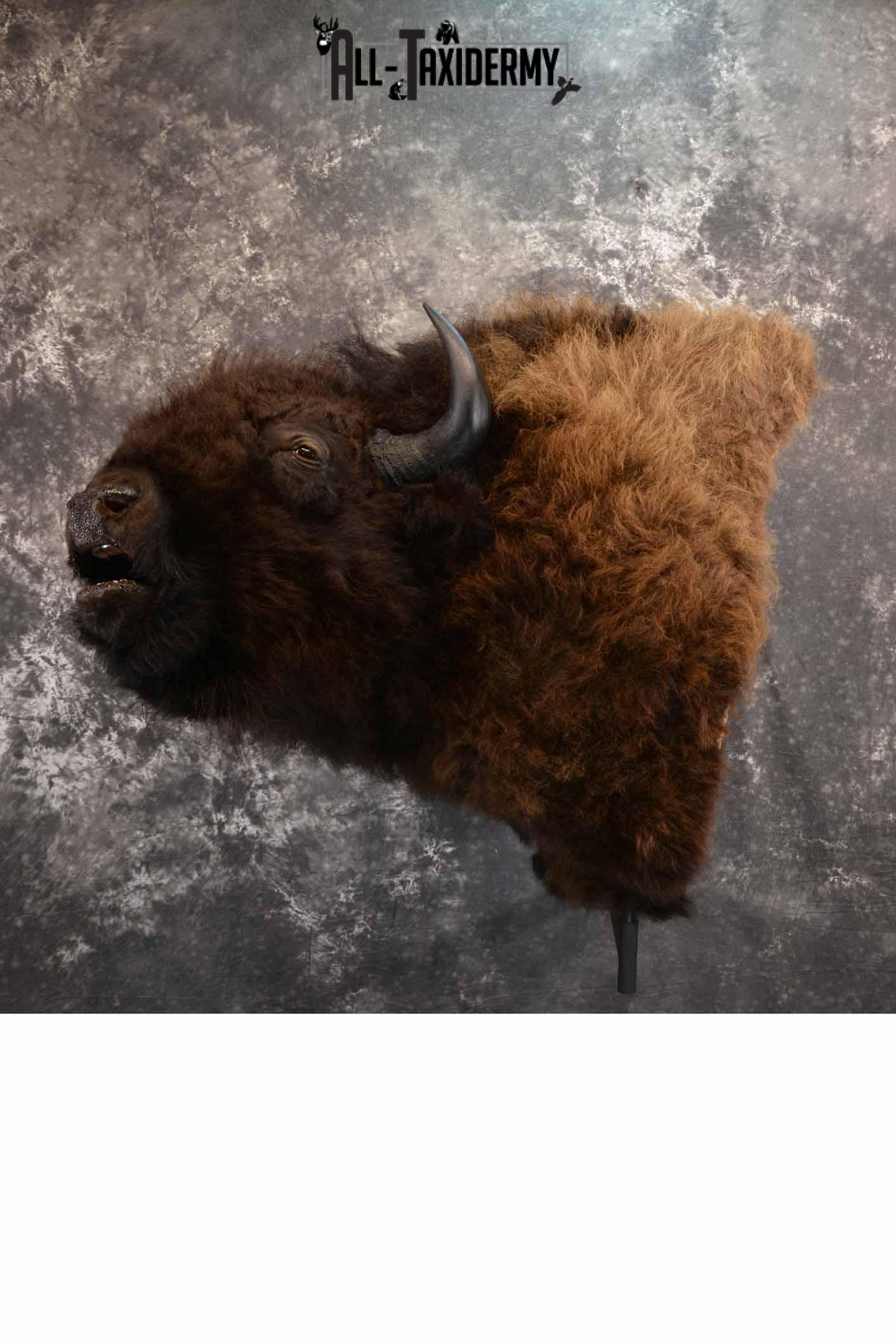 Bison Taxidermy mount for sale SKU 1253