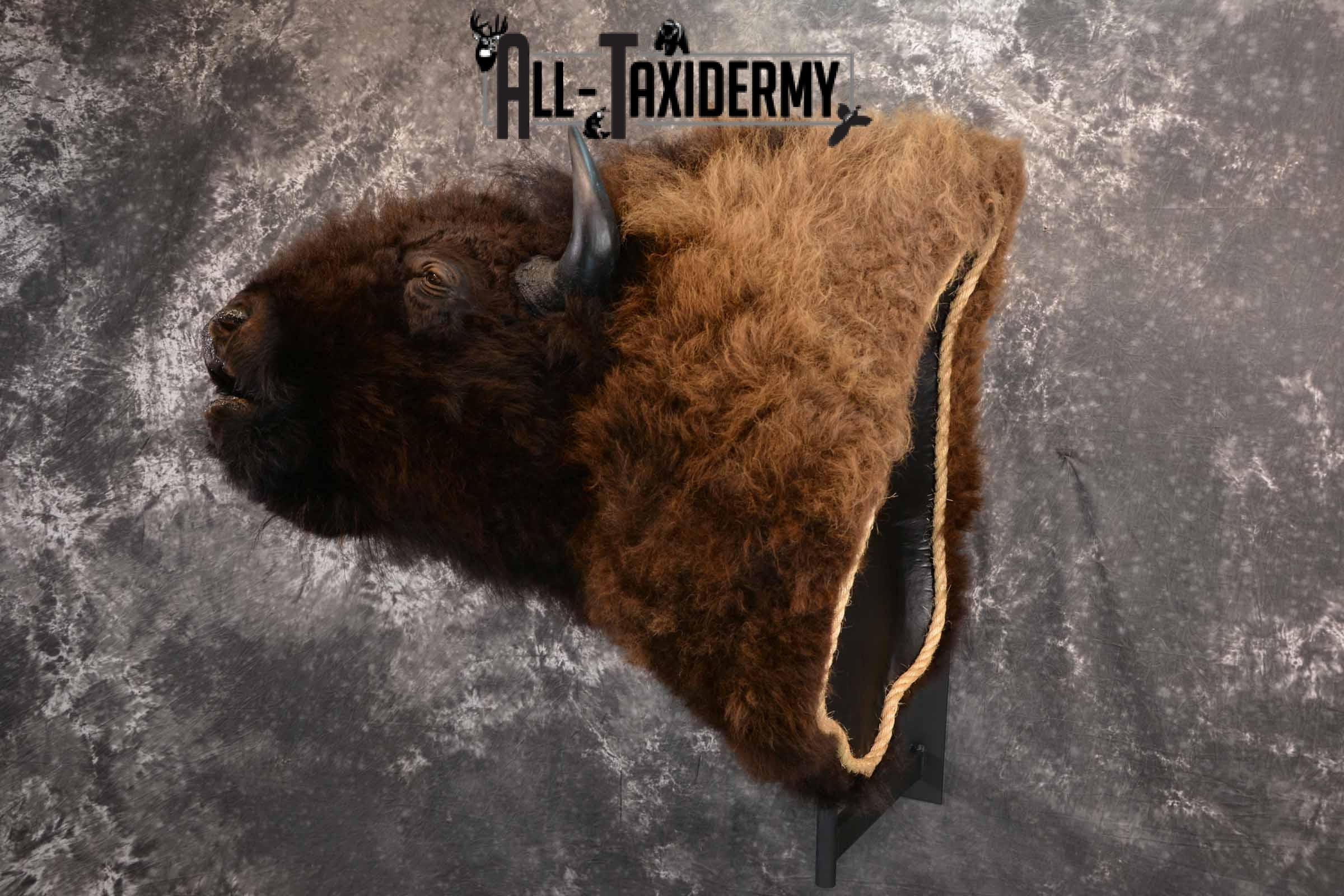 Bison Taxidermy mount for sale SKU 1253 - Image 2