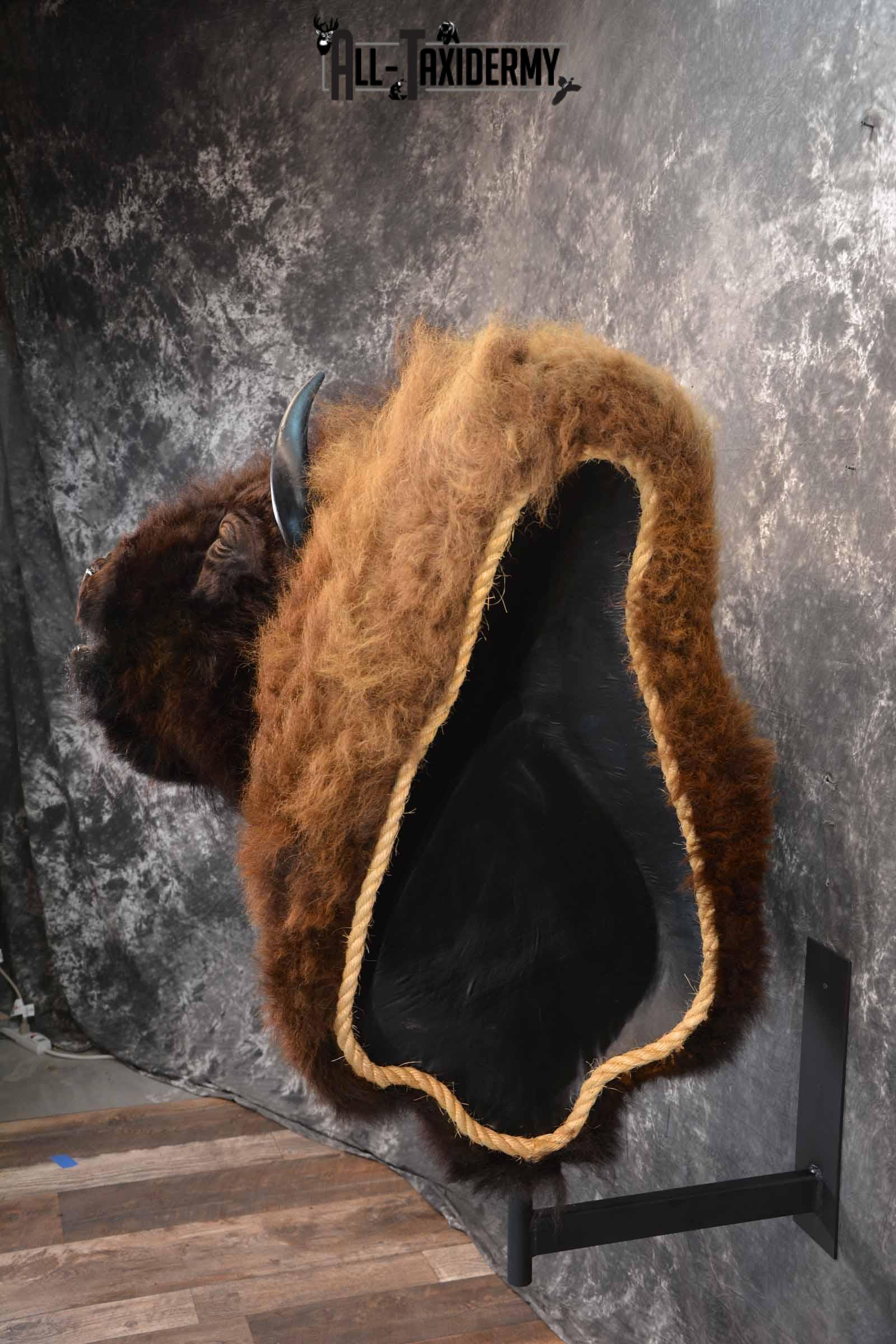 Bison Taxidermy mount for sale SKU 1253 - Image 3