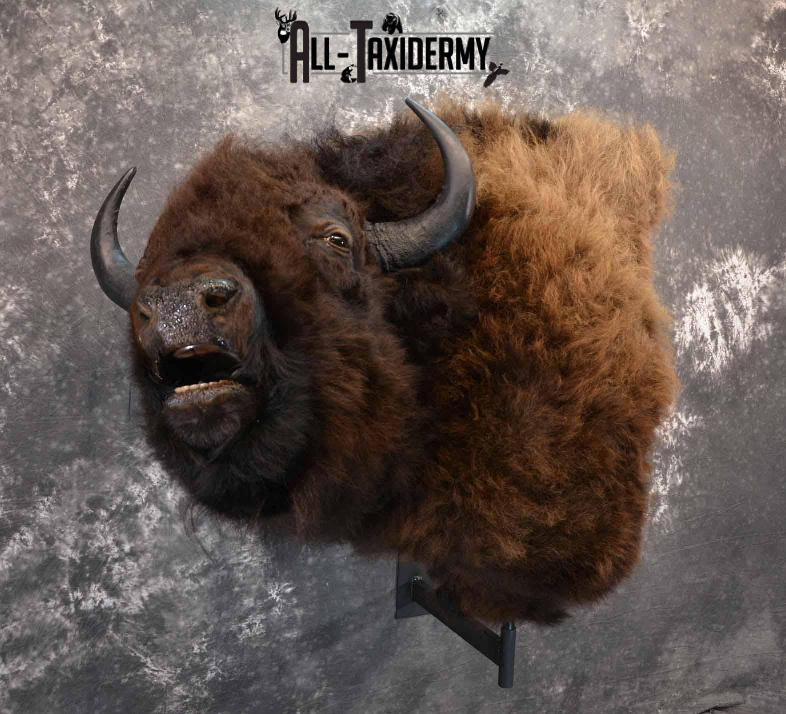 Bison Taxidermy mount for sale SKU 1253 - Image 4