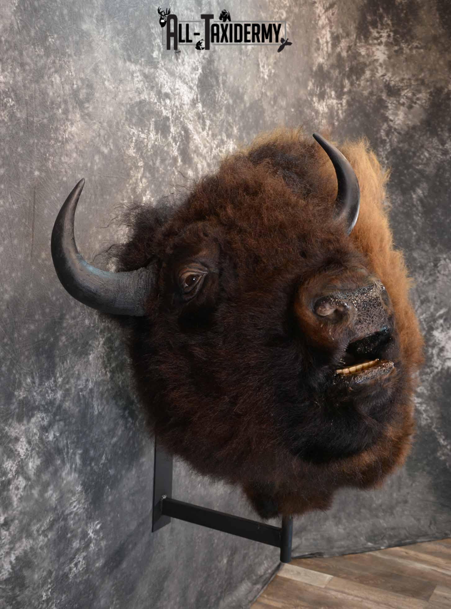 Bison Taxidermy mount for sale SKU 1253 - Image 5