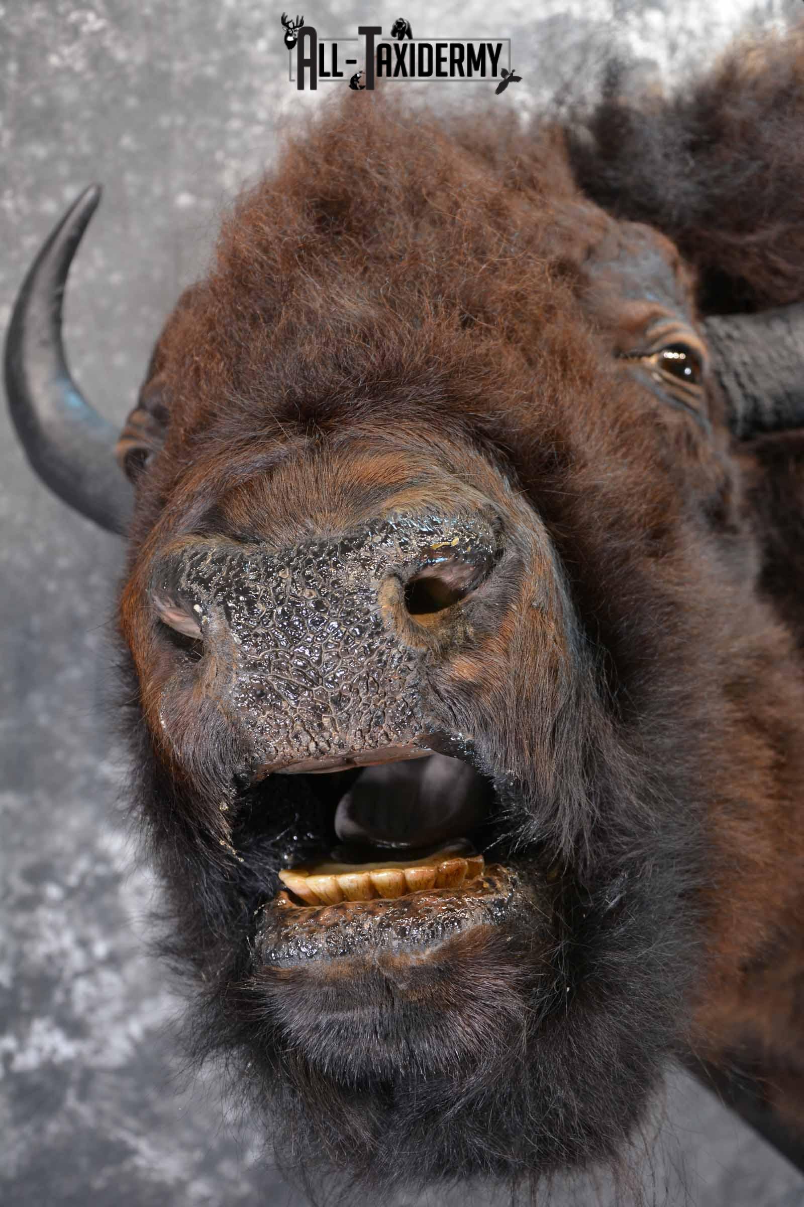 Bison Taxidermy mount for sale SKU 1253 - Image 6