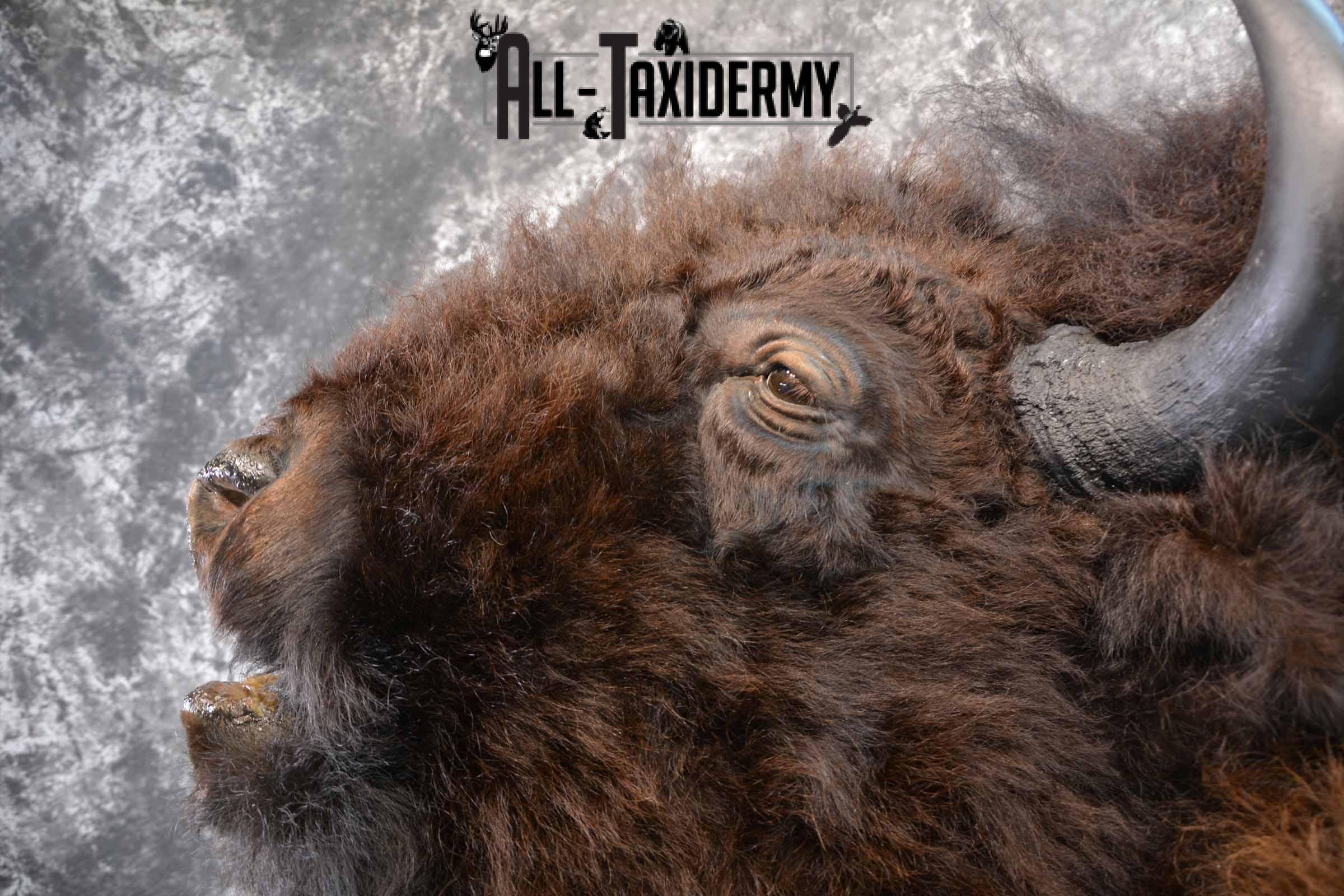 Bison Taxidermy mount for sale SKU 1253 - Image 7