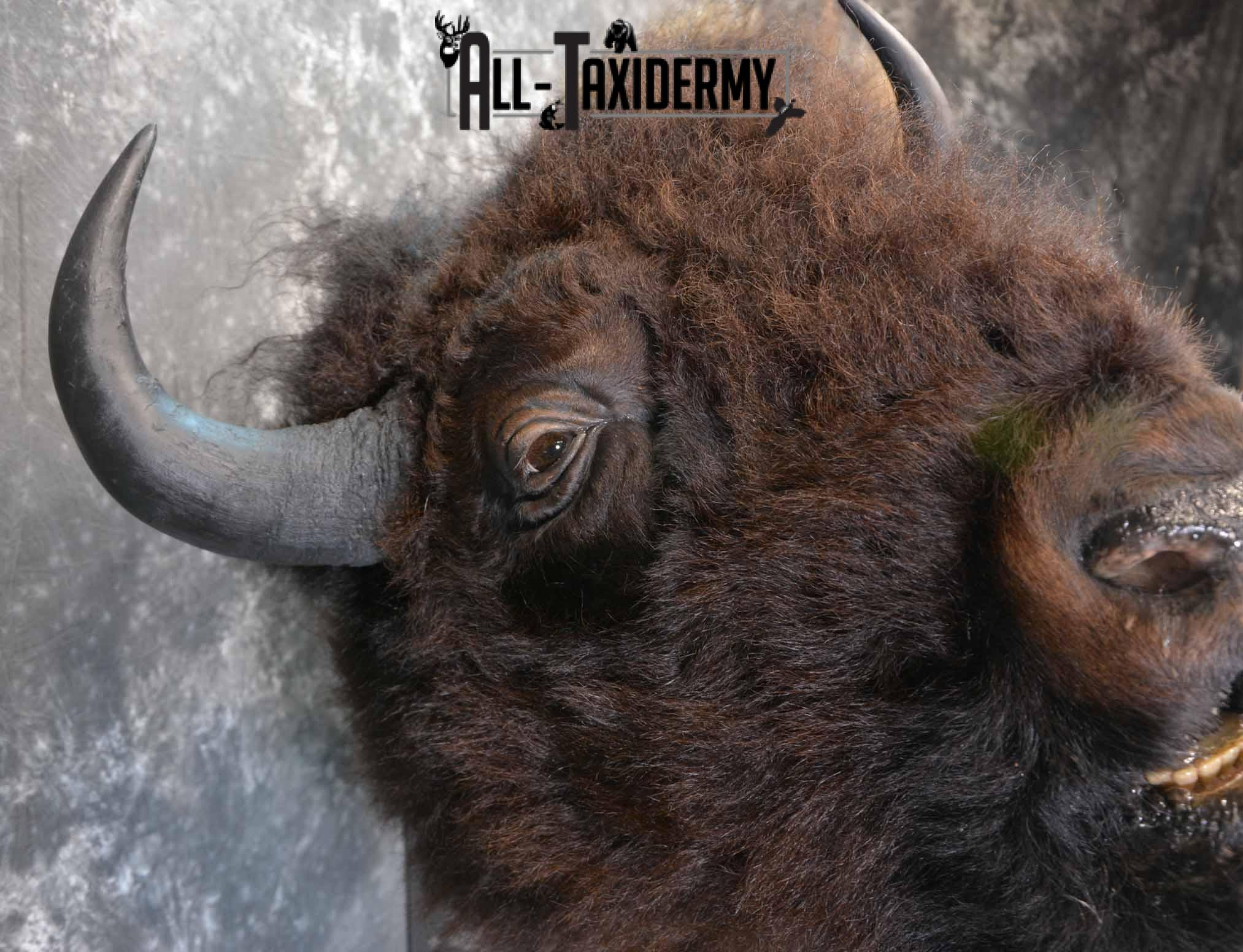 Bison Taxidermy mount for sale SKU 1253 - Image 8