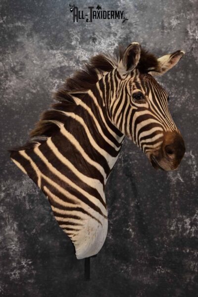 Zebra Taxidermy shoulder mount for sale SKU 1258