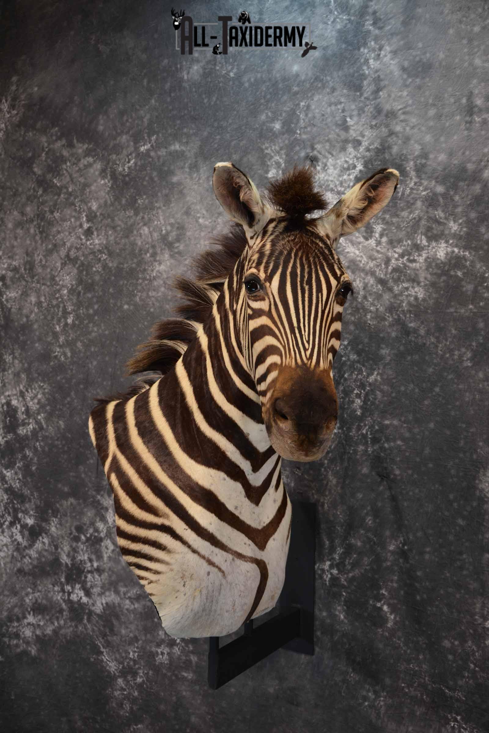 Zebra Taxidermy shoulder mount for sale SKU 1258 - Image 2
