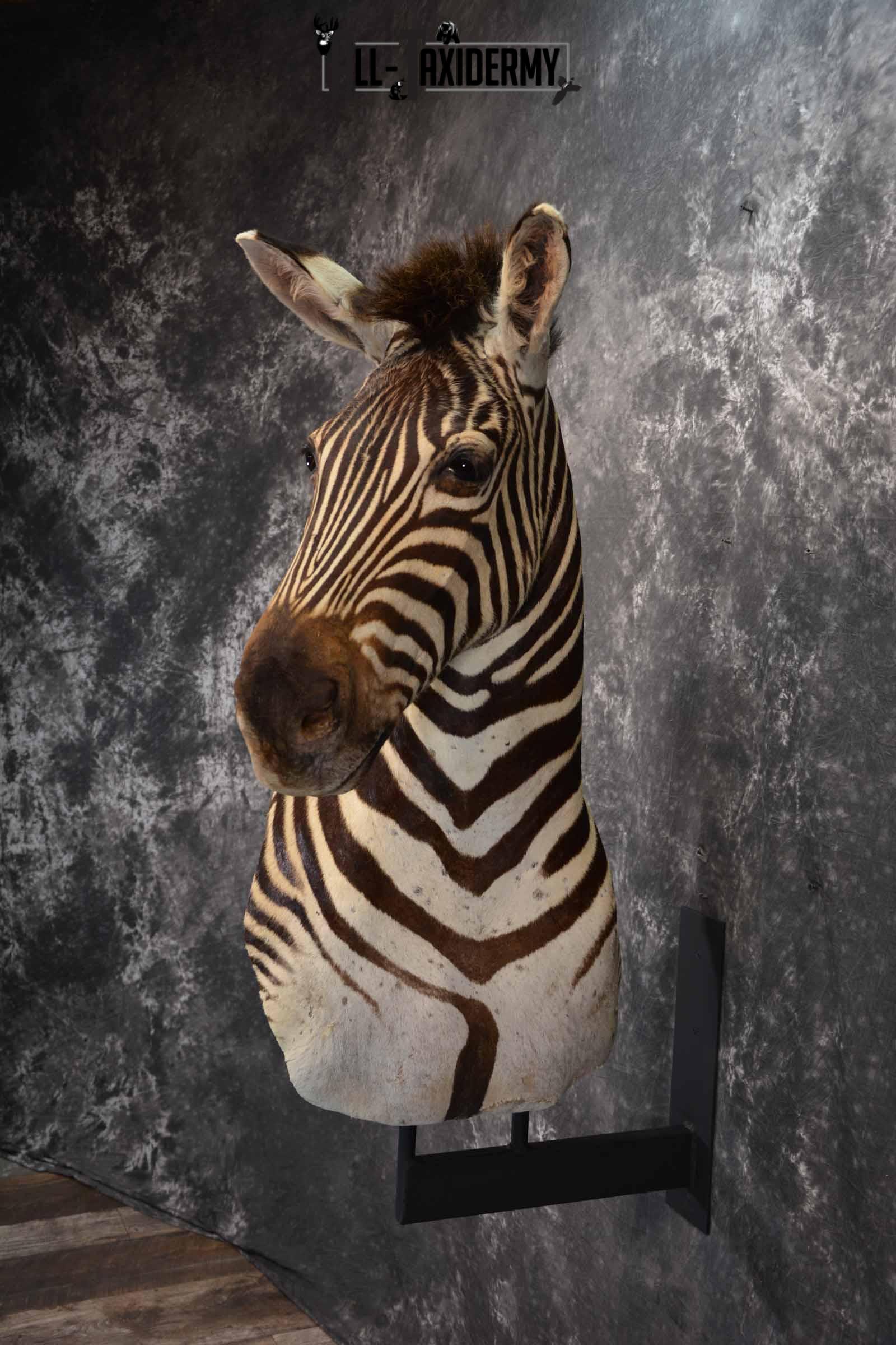 Zebra Taxidermy shoulder mount for sale SKU 1258 - Image 3