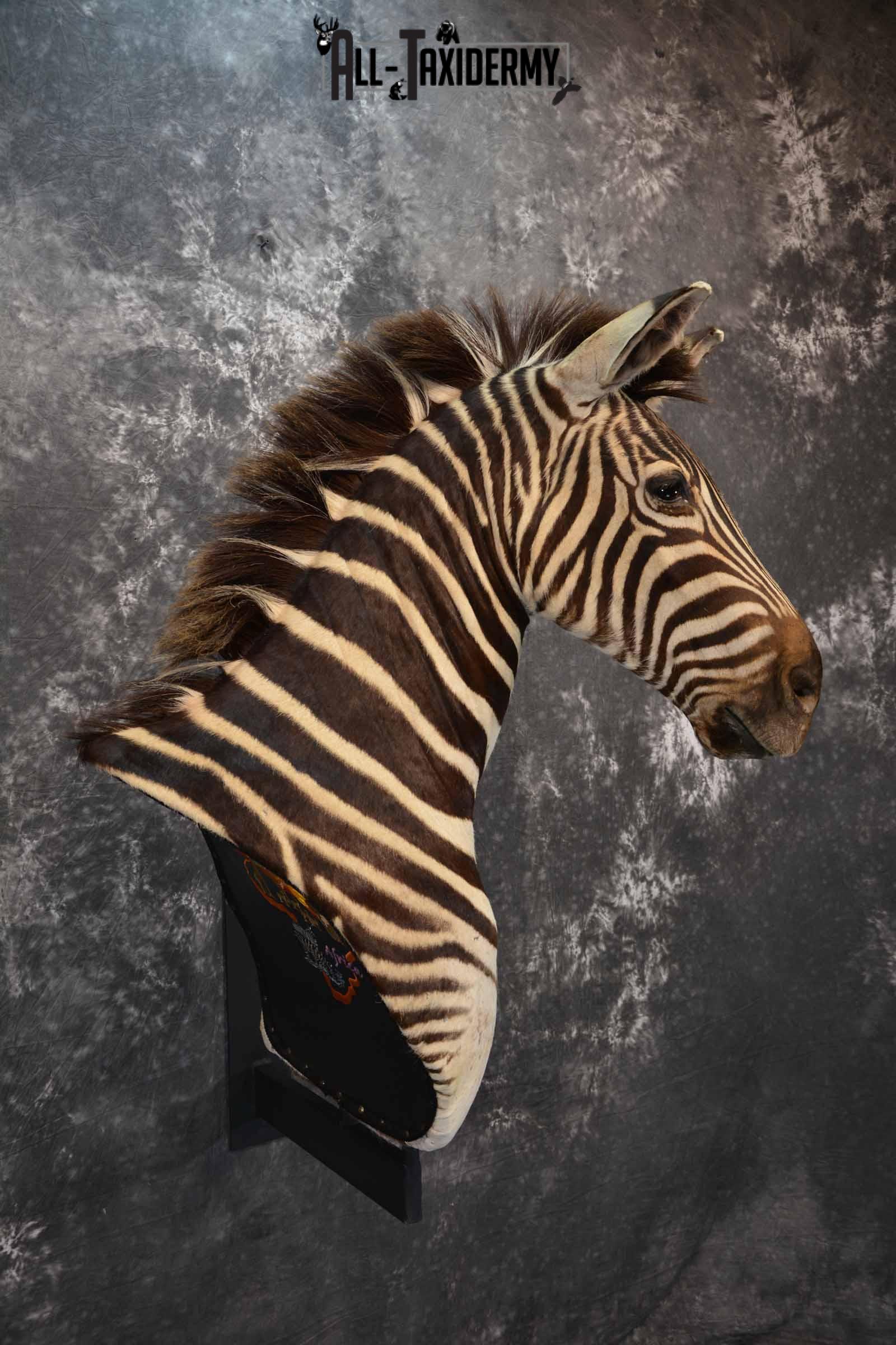 Zebra Taxidermy shoulder mount for sale SKU 1258 - Image 4