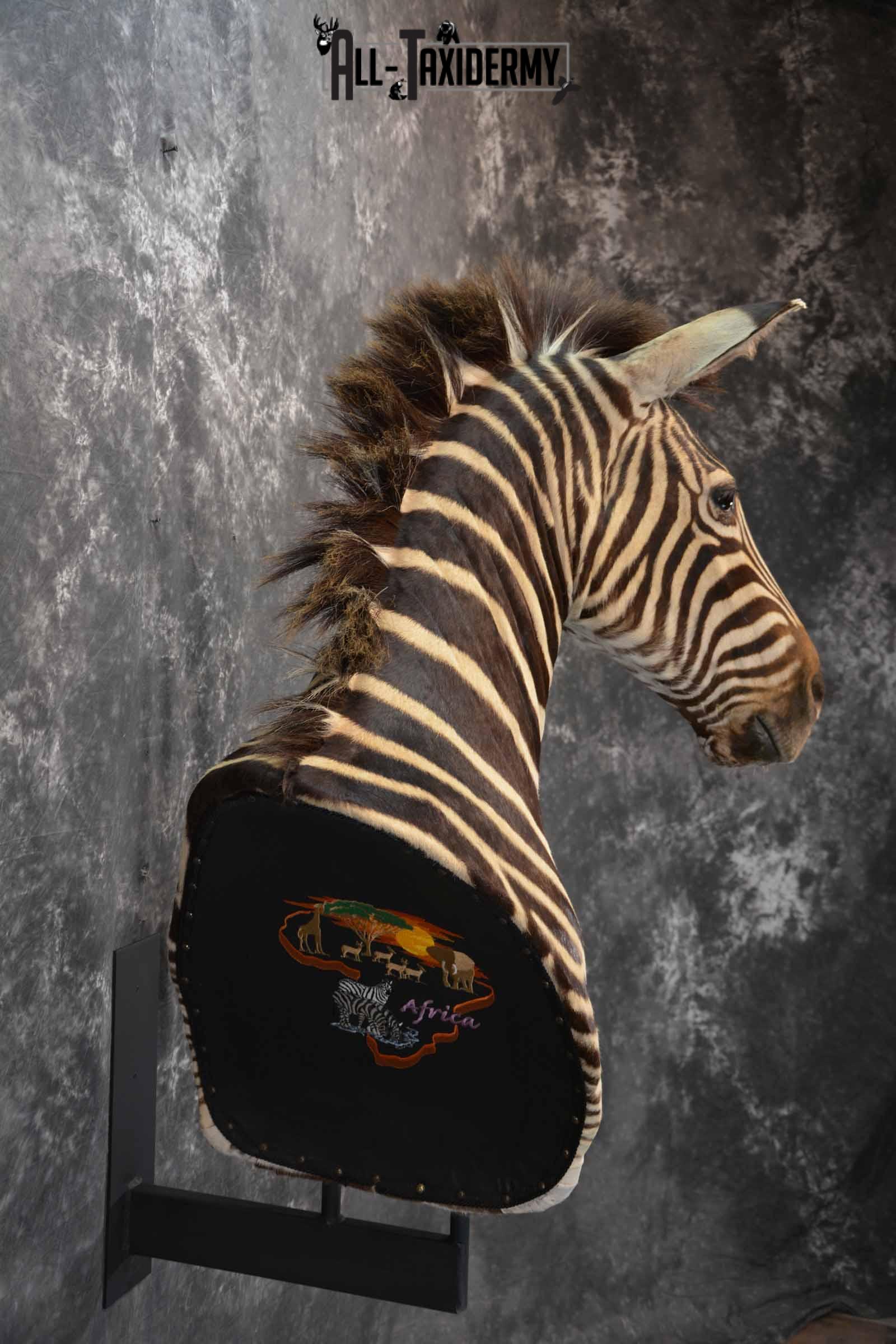 Zebra Taxidermy shoulder mount for sale SKU 1258 - Image 5
