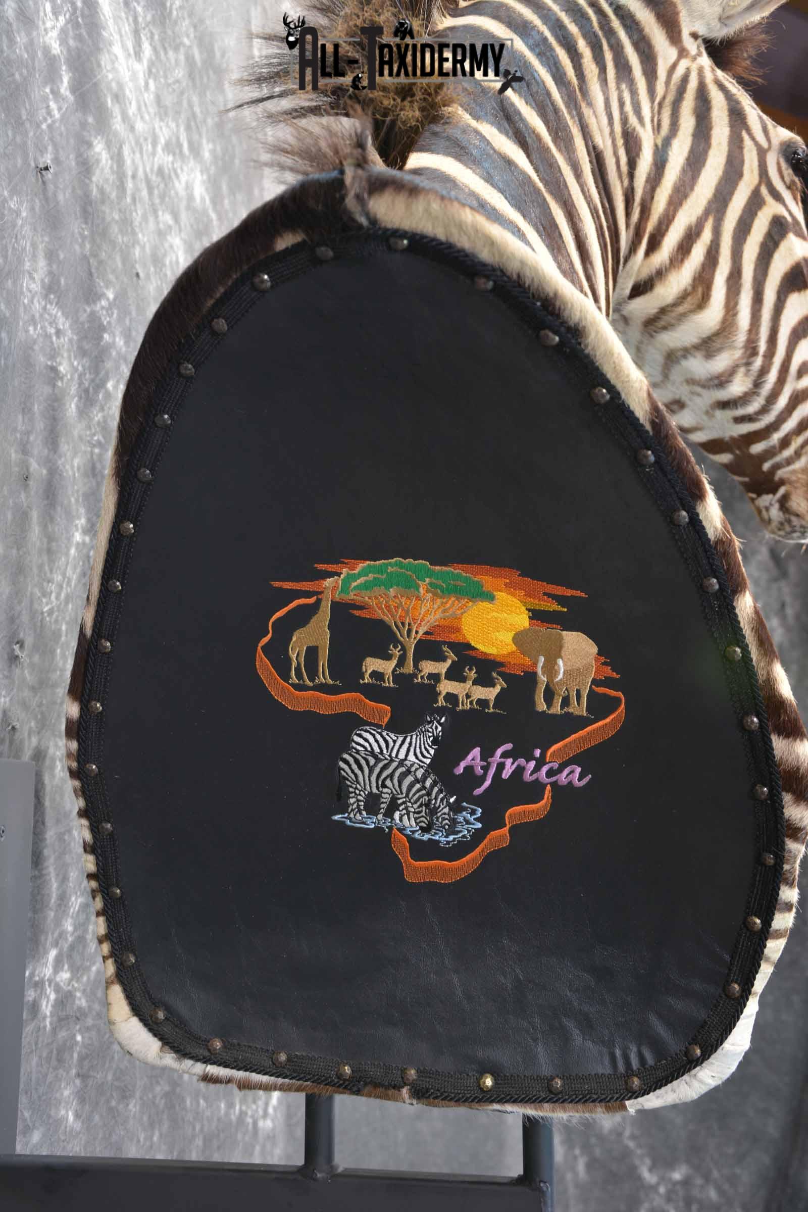 Zebra Taxidermy shoulder mount for sale SKU 1258 - Image 6
