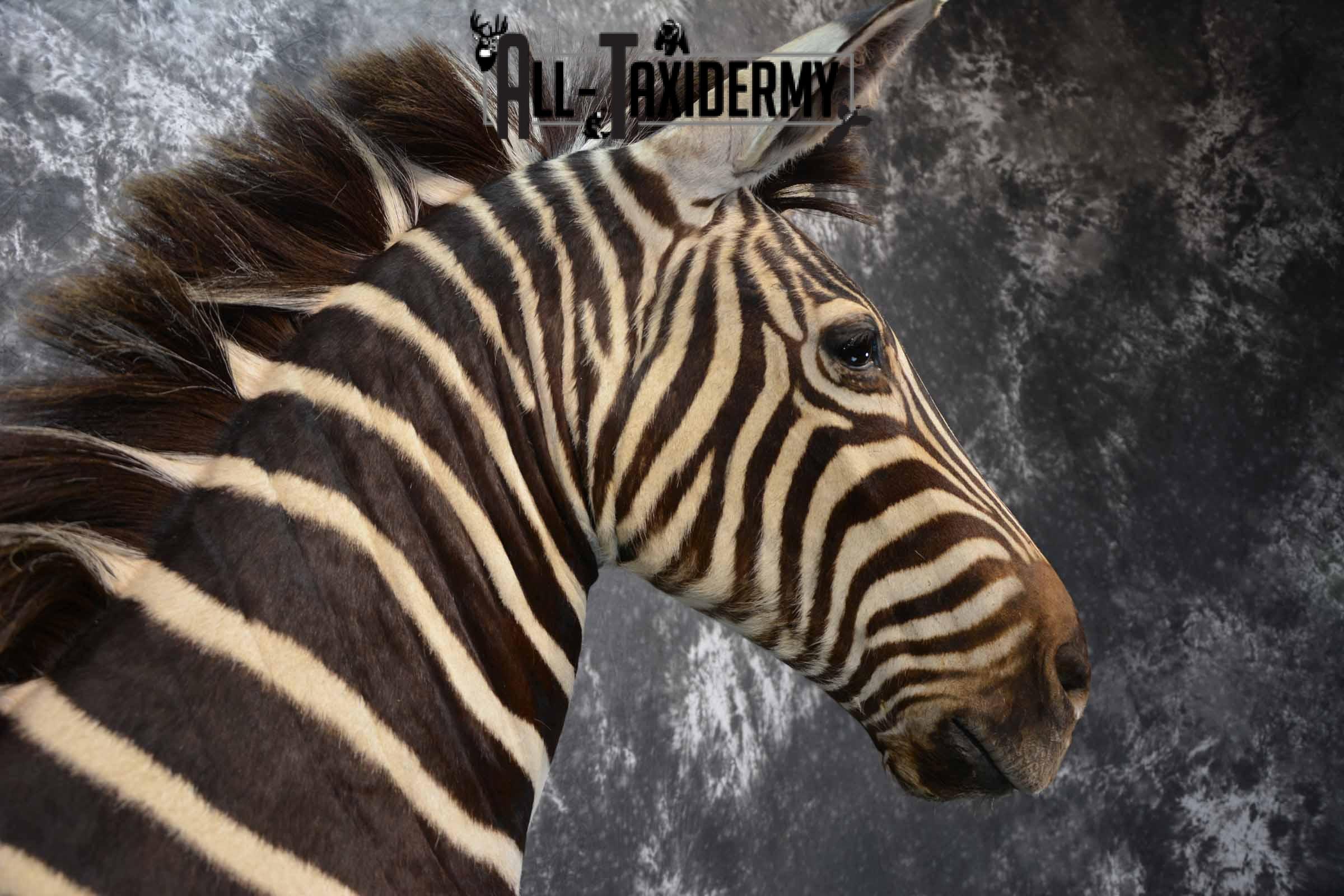 Zebra Taxidermy shoulder mount for sale SKU 1258 - Image 7