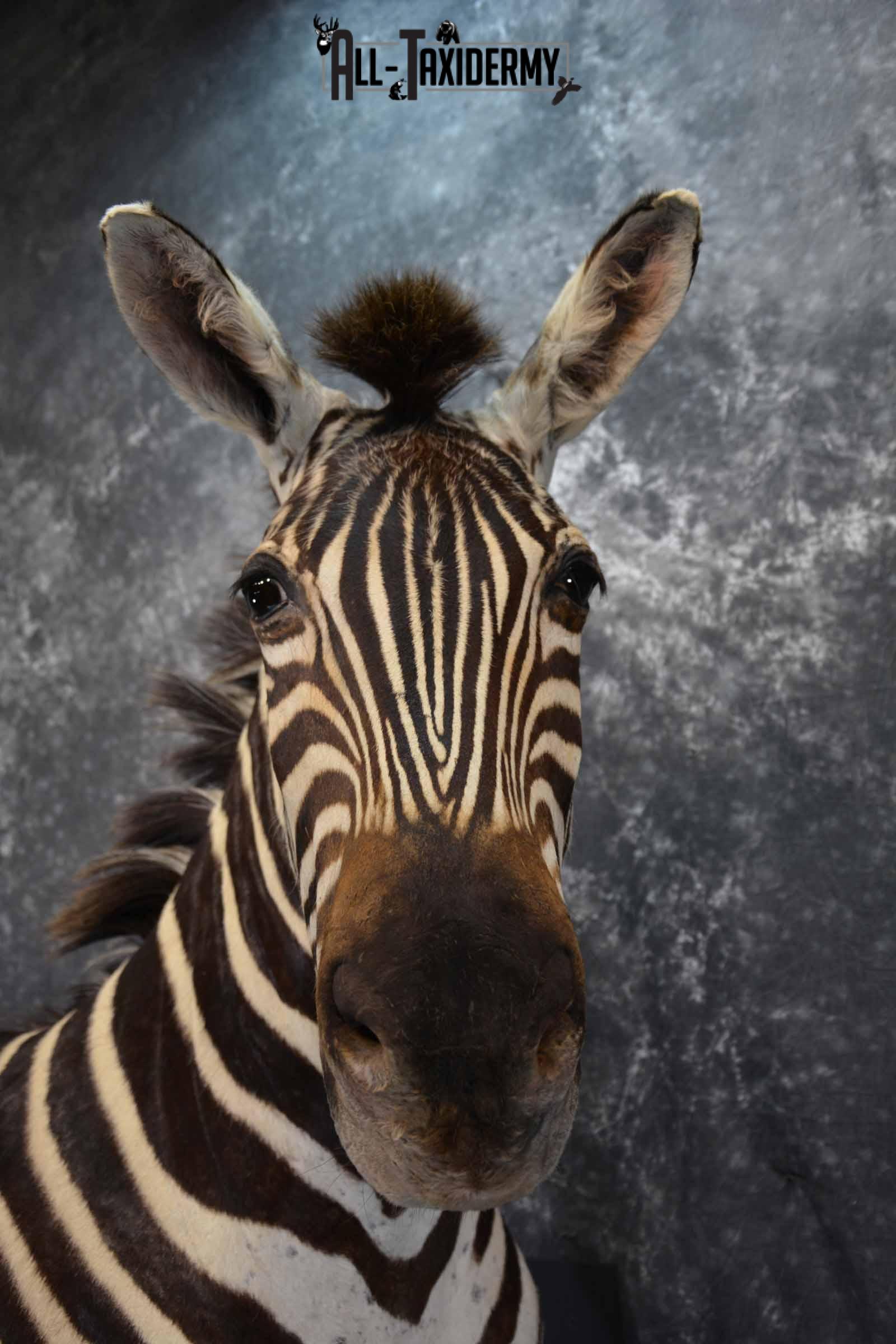 Zebra Taxidermy shoulder mount for sale SKU 1258 - Image 8