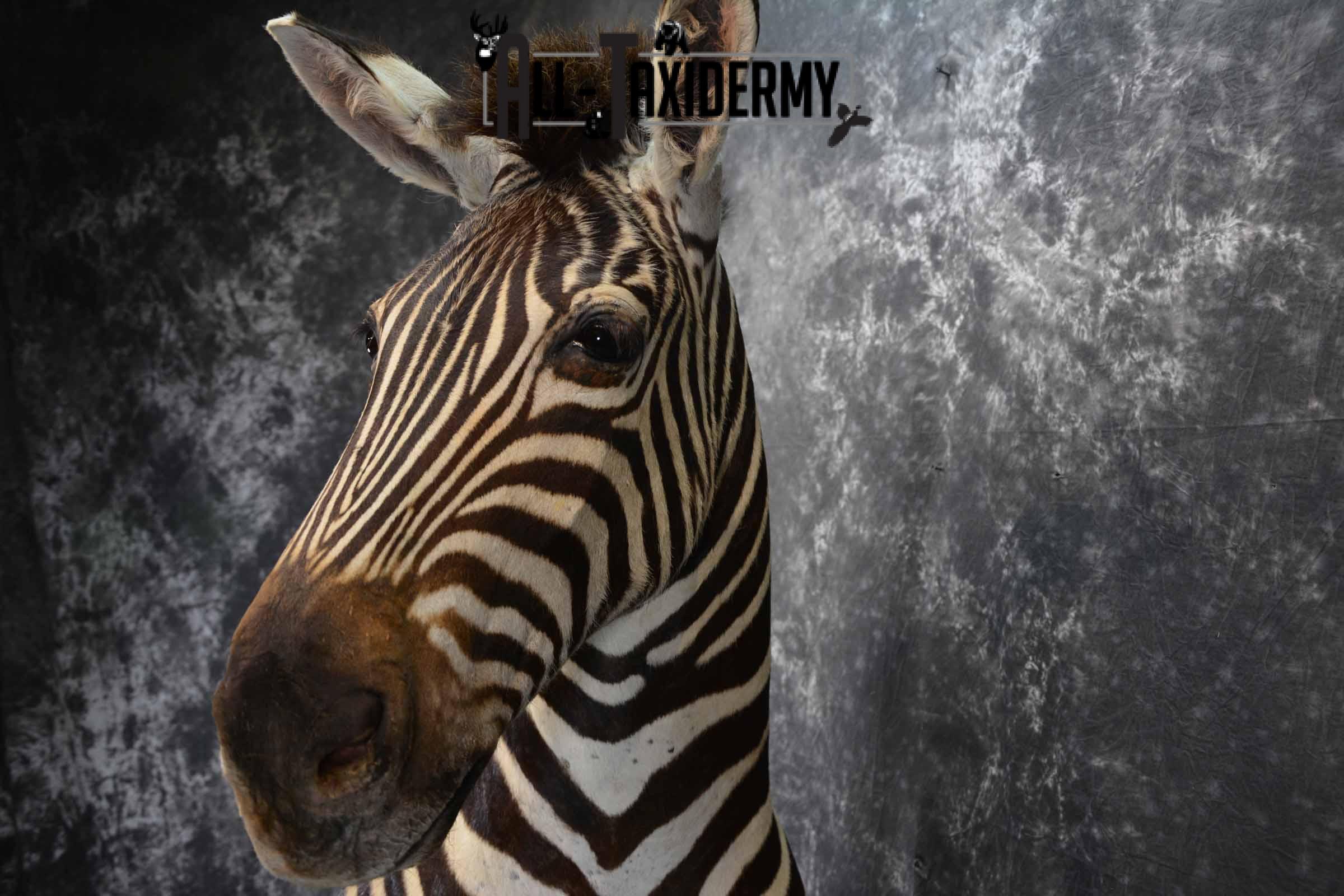 Zebra Taxidermy shoulder mount for sale SKU 1258 - Image 9