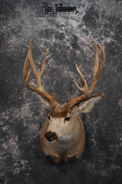 Mule Deer Taxidermy mount for sale SKU 1267