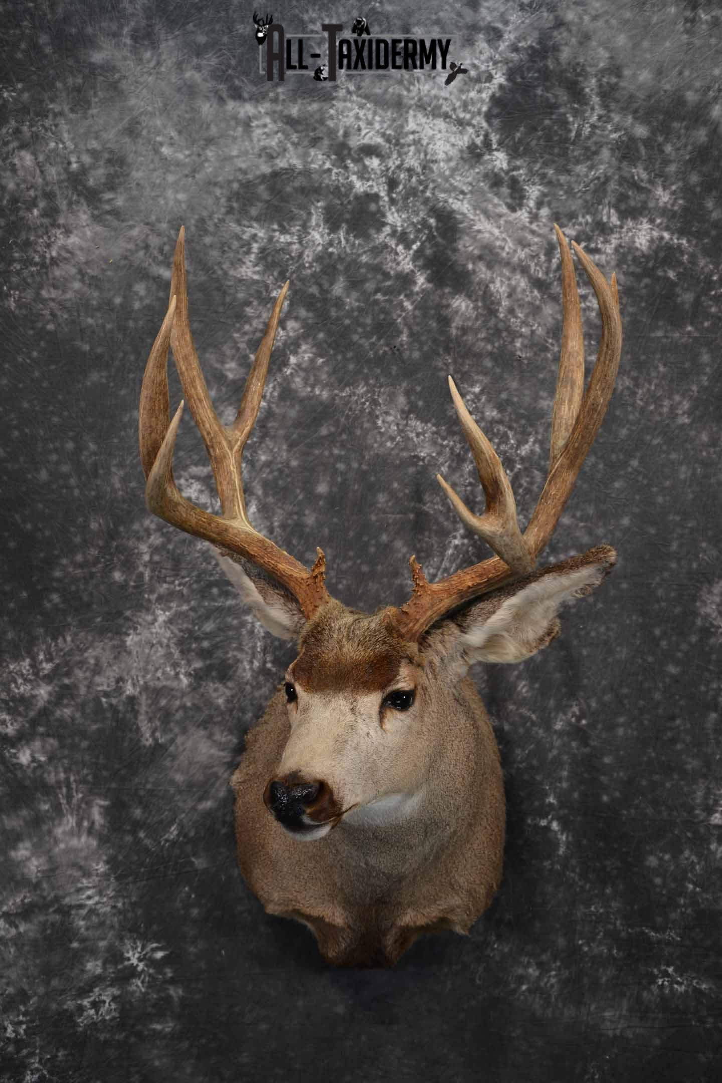 Mule Deer Taxidermy mount for sale SKU 1267
