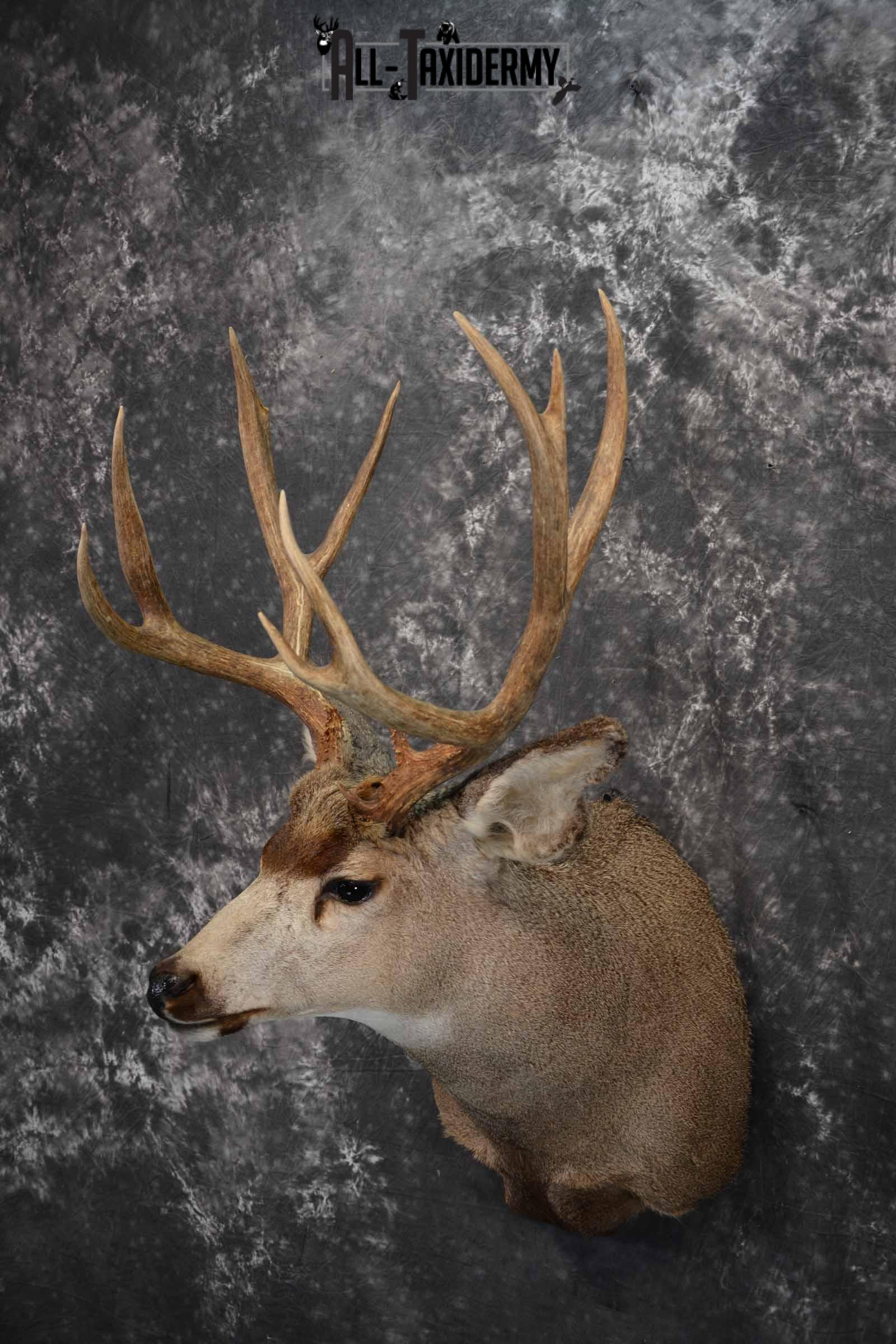 Mule Deer Taxidermy mount for sale SKU 1267 - Image 2