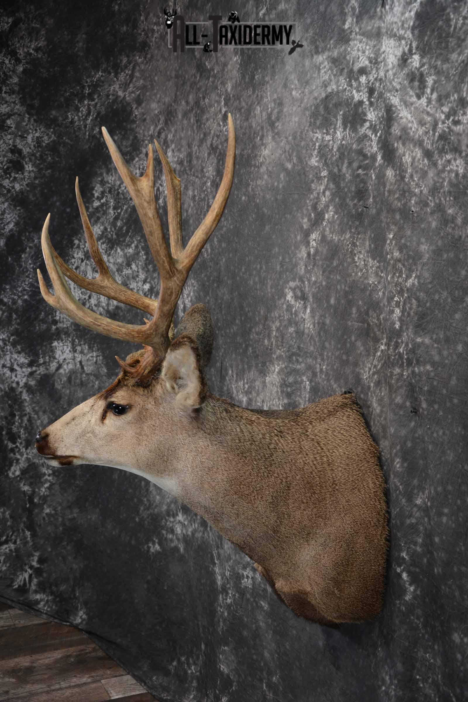 Mule Deer Taxidermy mount for sale SKU 1267 - Image 3