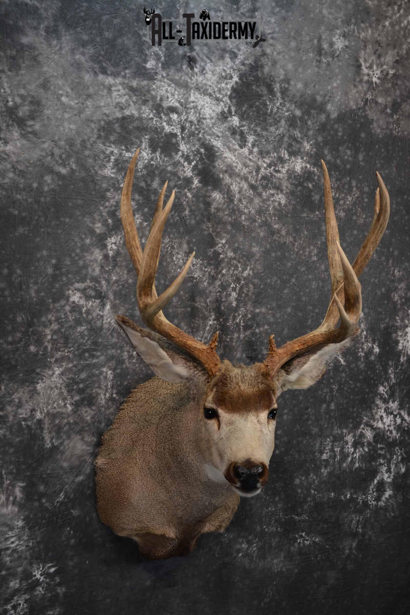 Mule Deer Taxidermy mount for sale SKU 1267 - Image 4
