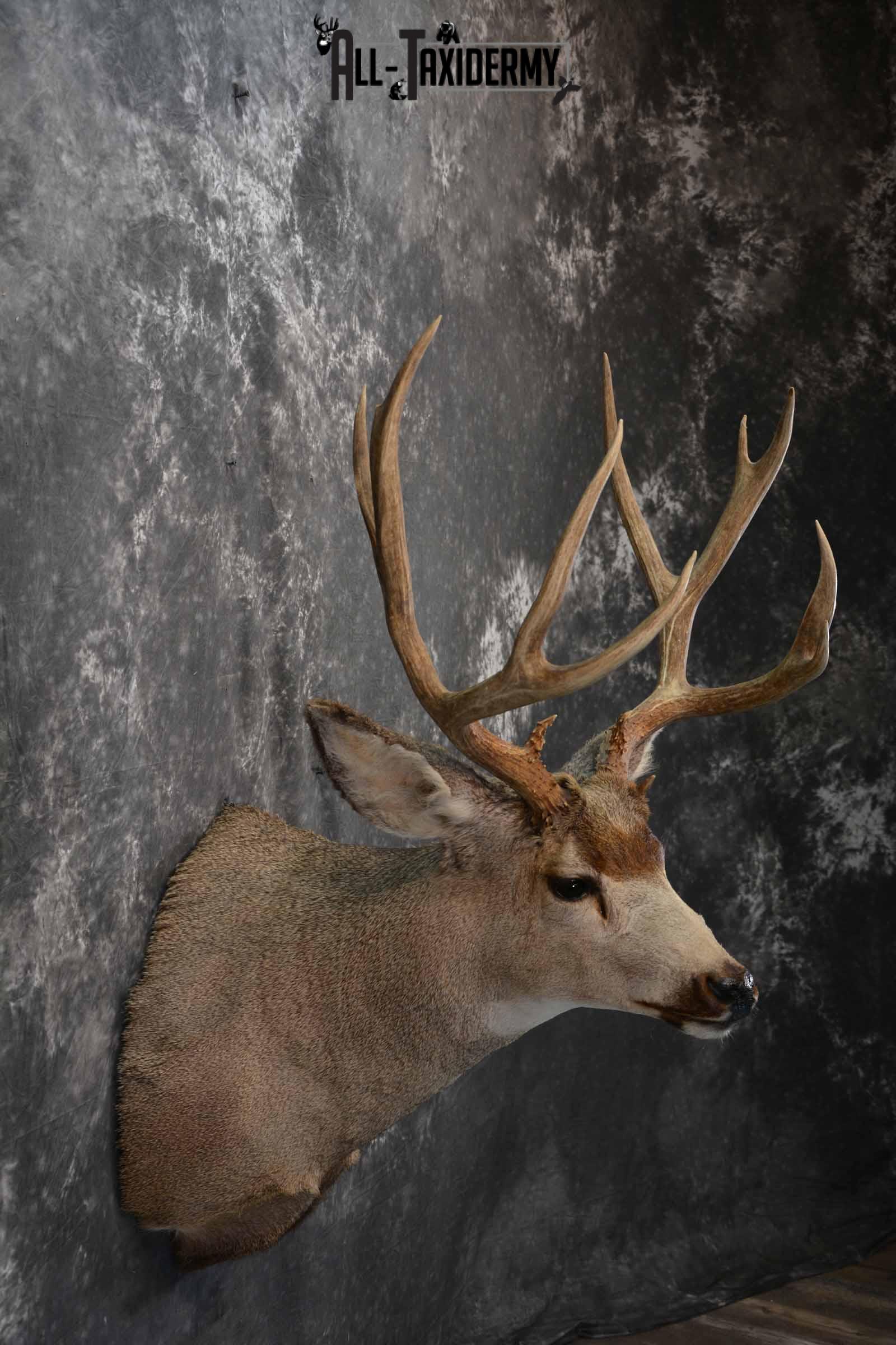 Mule Deer Taxidermy mount for sale SKU 1267 - Image 5