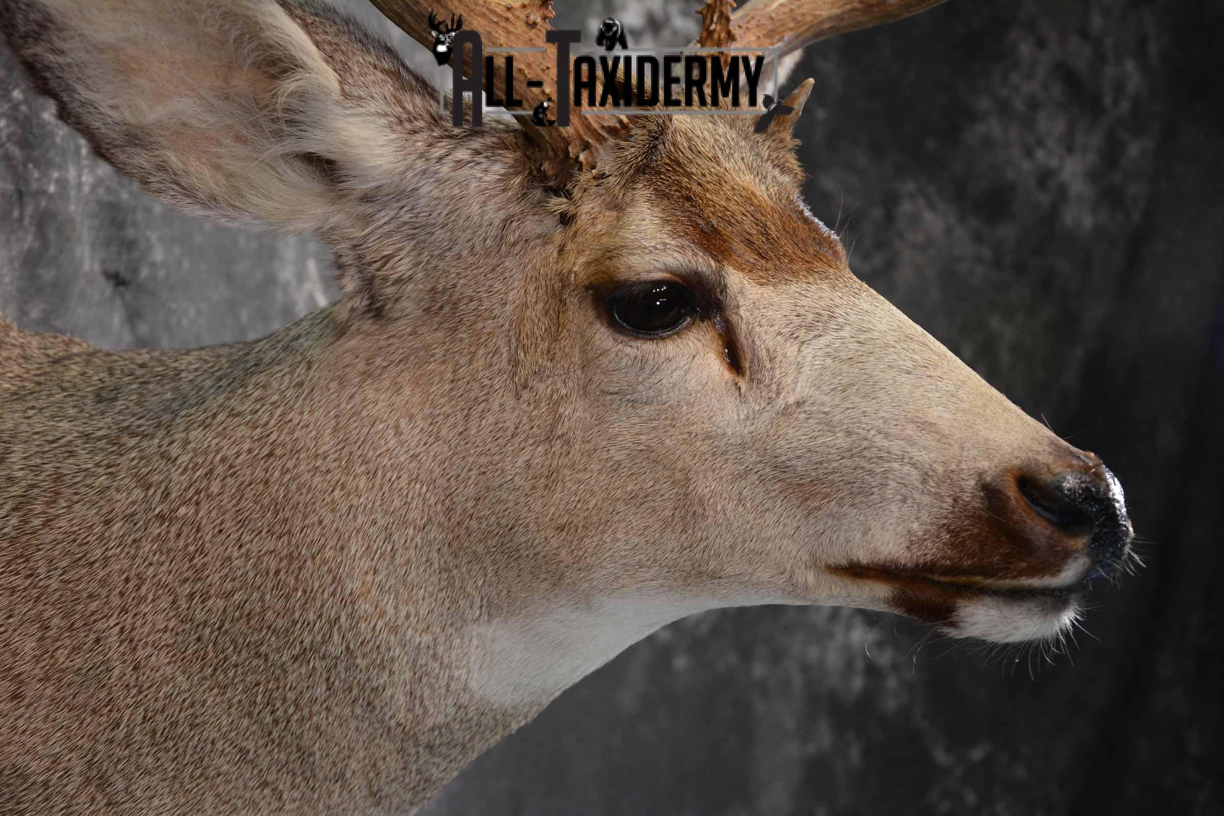 Mule Deer Taxidermy mount for sale SKU 1267 - Image 6